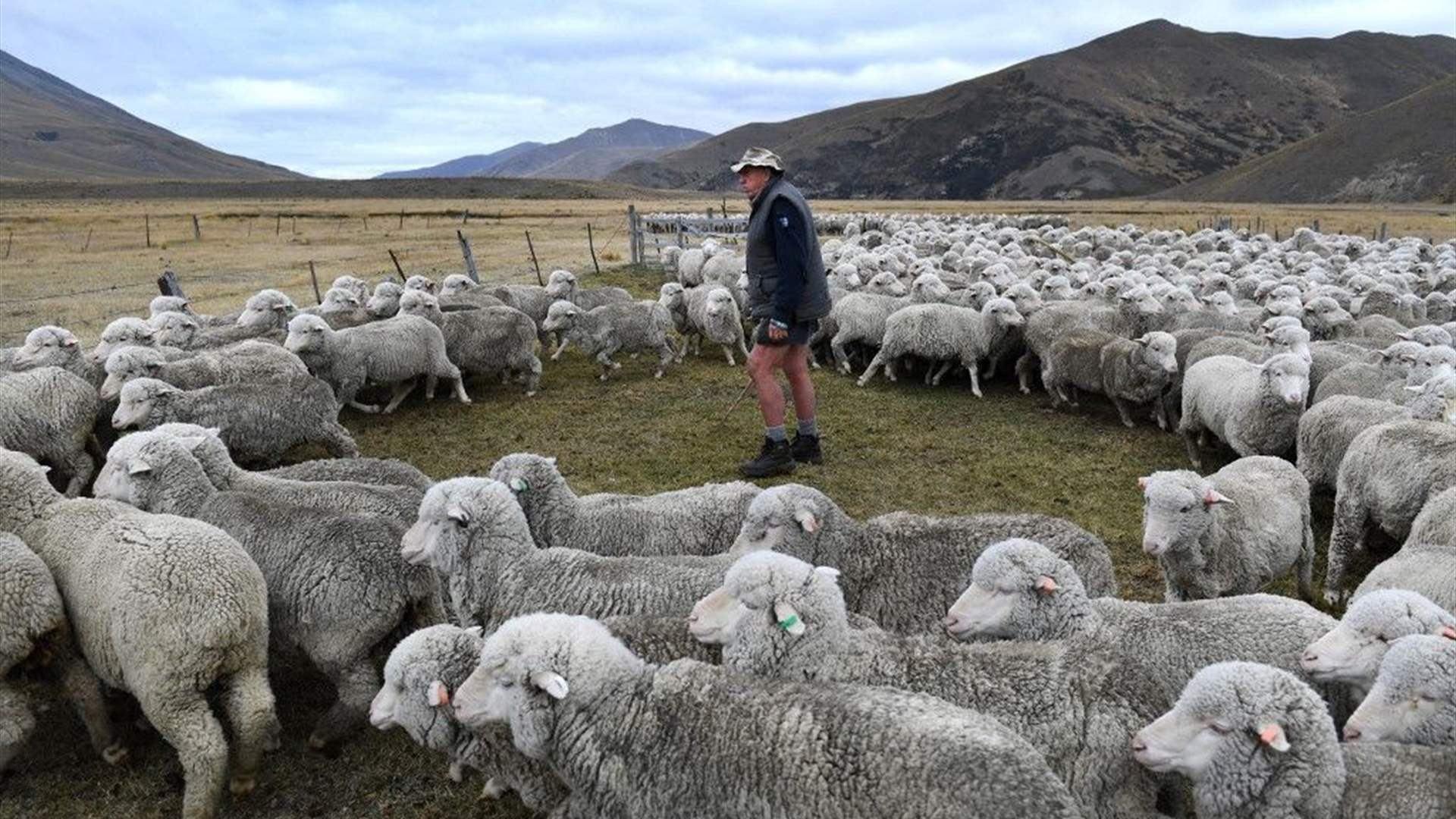 تقرير يكشف... أعداد الخراف لا تزال أعلى بكثير من معدّل السكان في نيوزيلندا