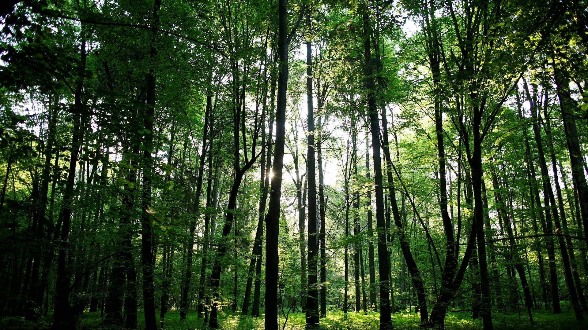 Europe hits resistance in race to finalize green laws
