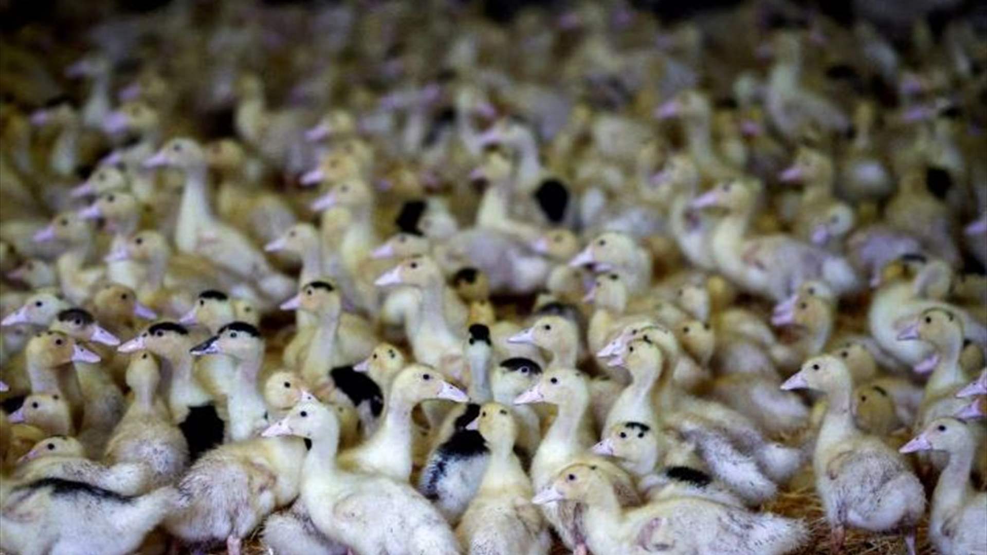 France confirms bird flu vaccination after favorable tests