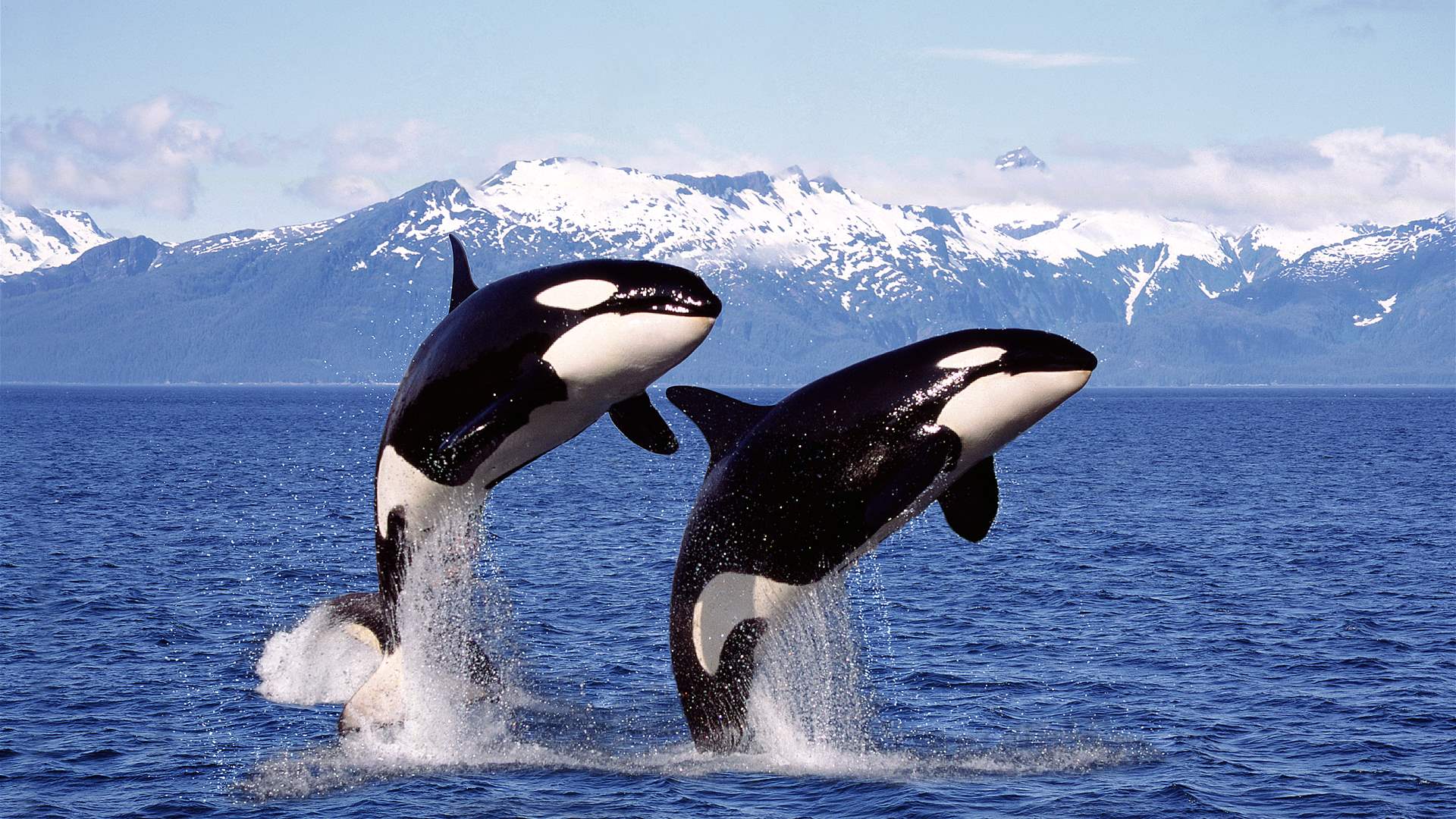 Killer whales wreck boat in latest attack off Spain