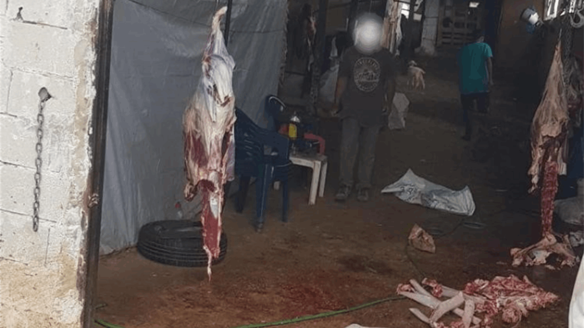 توقيف سوري ذبح أبقارًا نافقة وباعها إلى أصحاب الملاحم في قضاء زغرتا