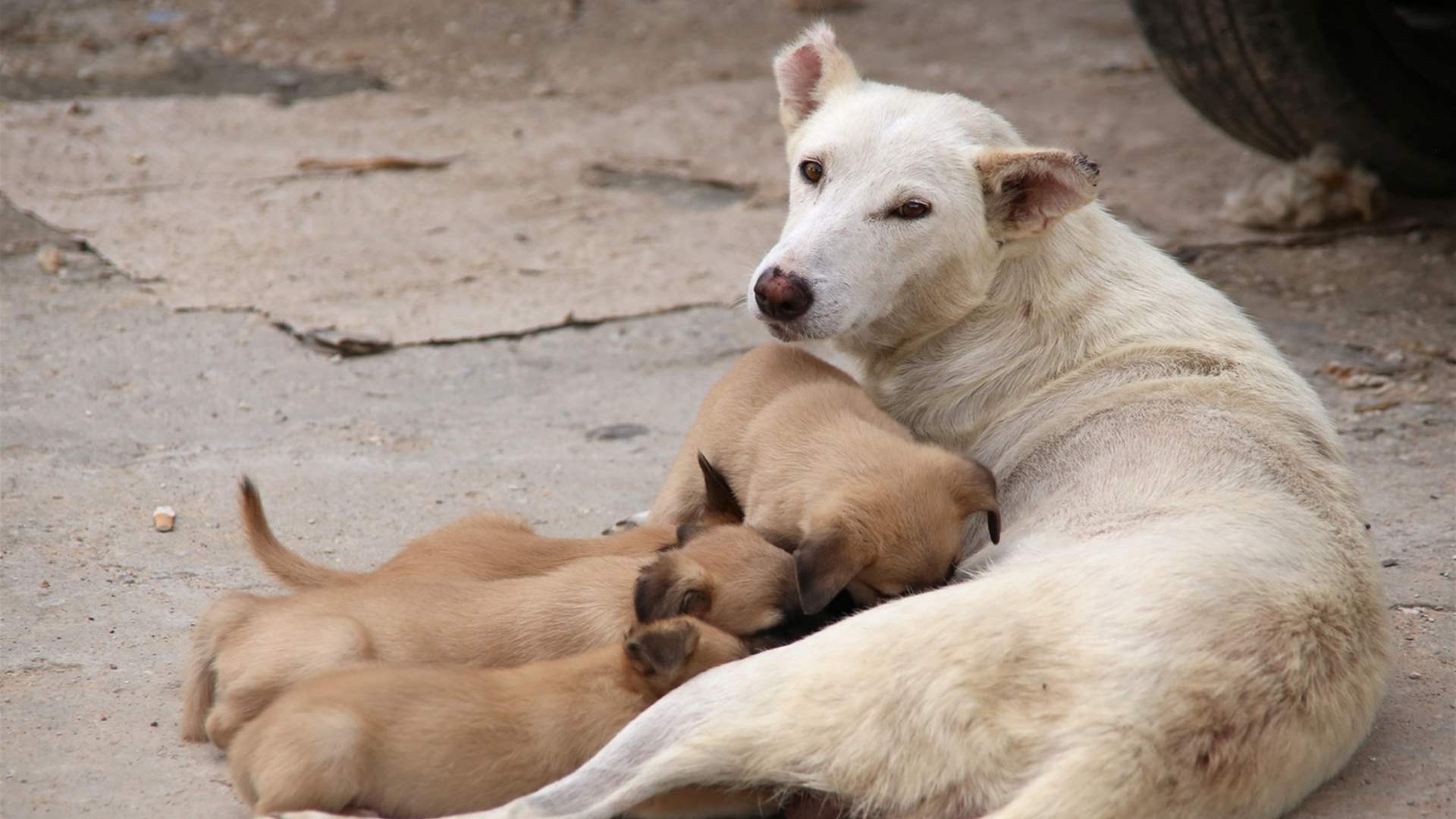 في المغرب... مدافعون عن حقوق الحيوان يطالبون بحظر قتل الكلاب الضالة