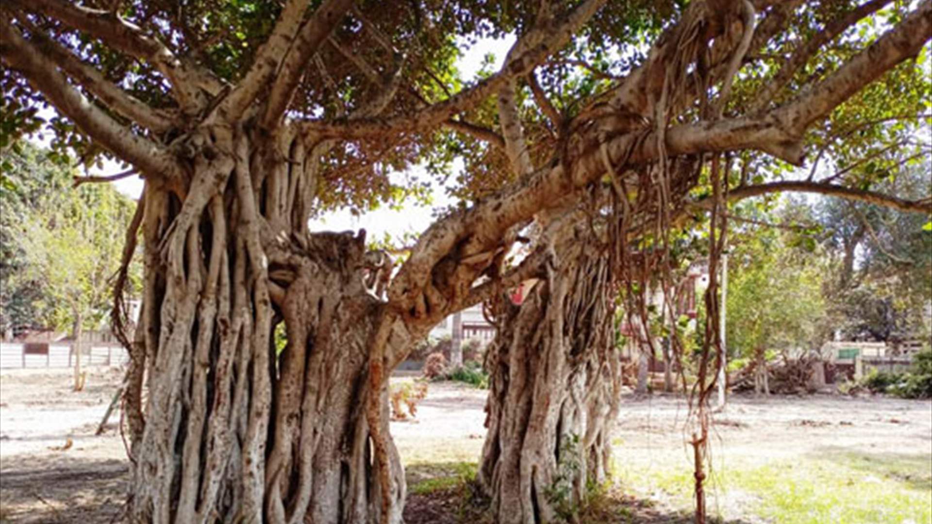 &quot;شجرة التين المقدسة&quot;... معلومات مضللة تستهدف الشجرة ذات الطابع الأكثر قداسة في سريلانكا!