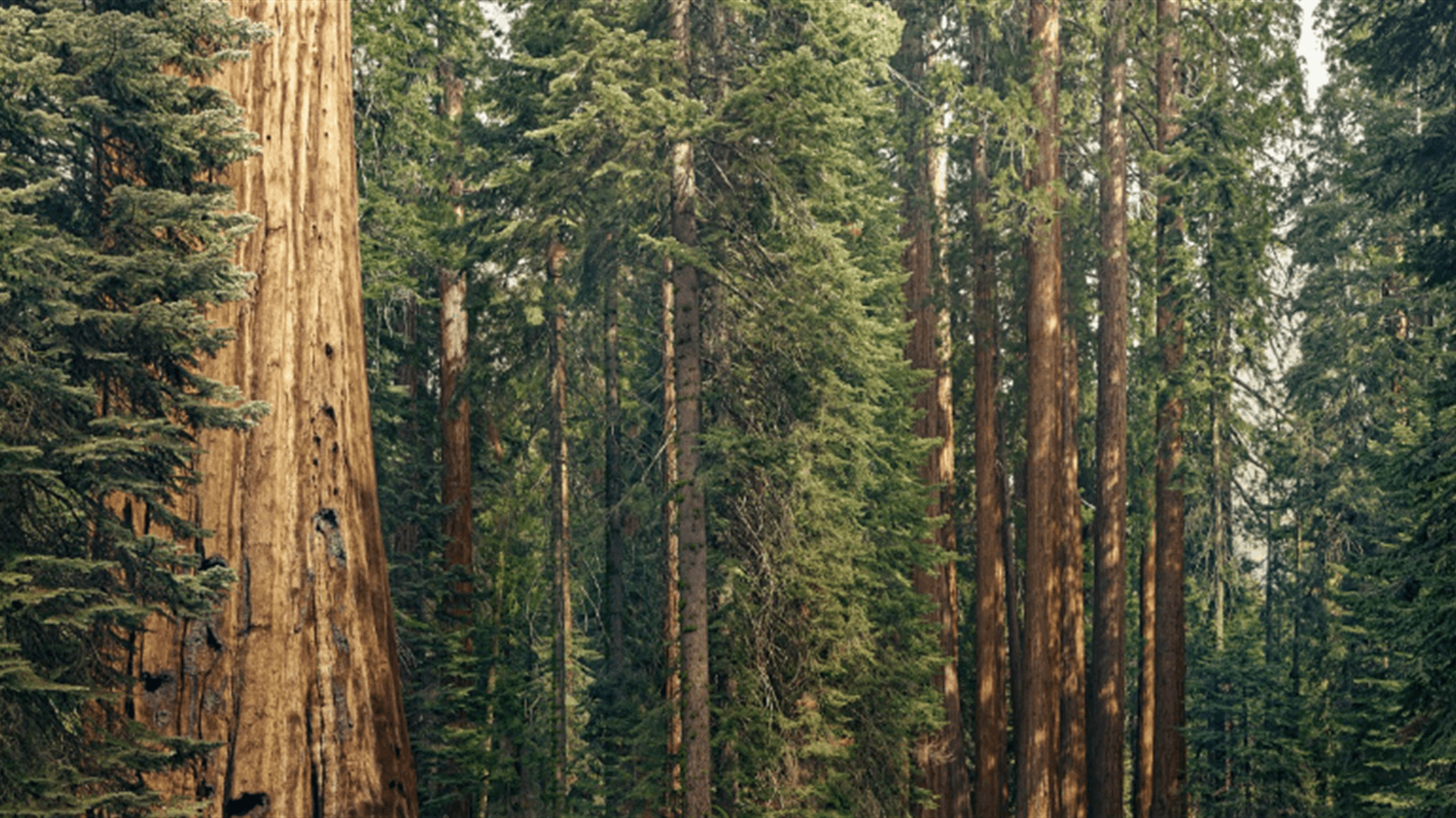 Sequoia splits into three entities