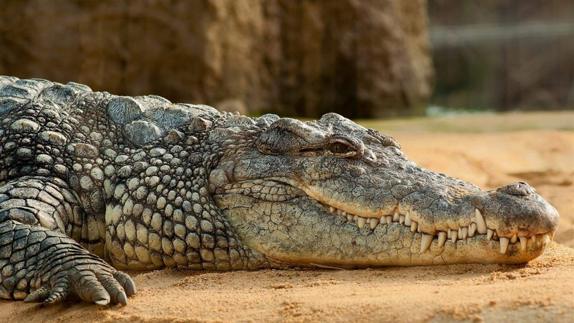 حالة هي الأولى من نوعها... أنثى تمساح تحمل بدون ذكر!