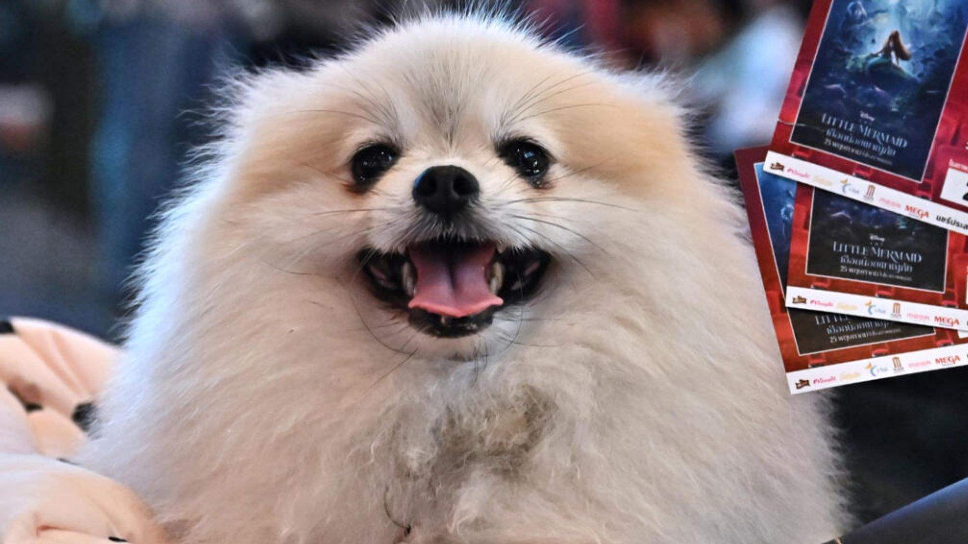 Paws and popcorn: Thai cinema goes pet-friendly