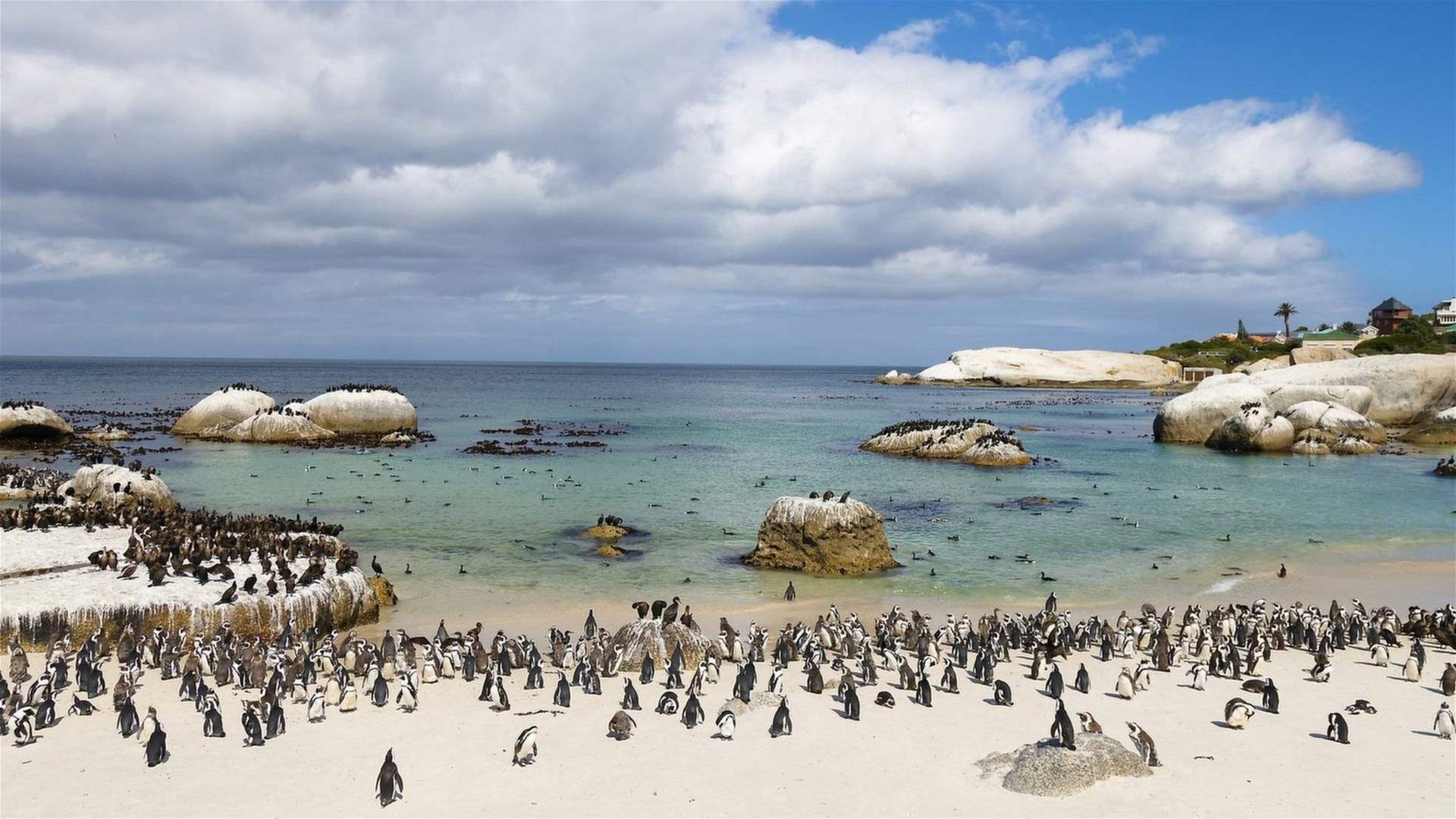 South Africa clinic hopes to save penguins' future