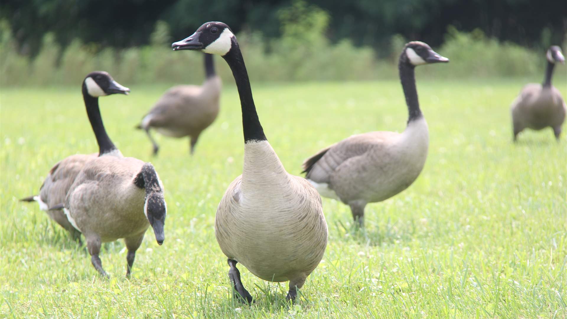 Climate warming pits geese against farmers in Finland