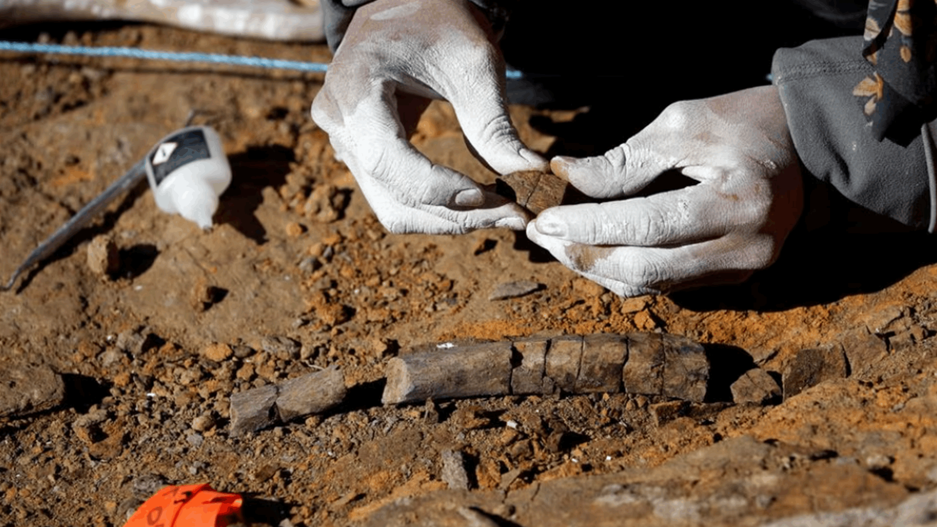 Remains of new species of duck-billed dinosaur found in Chile
