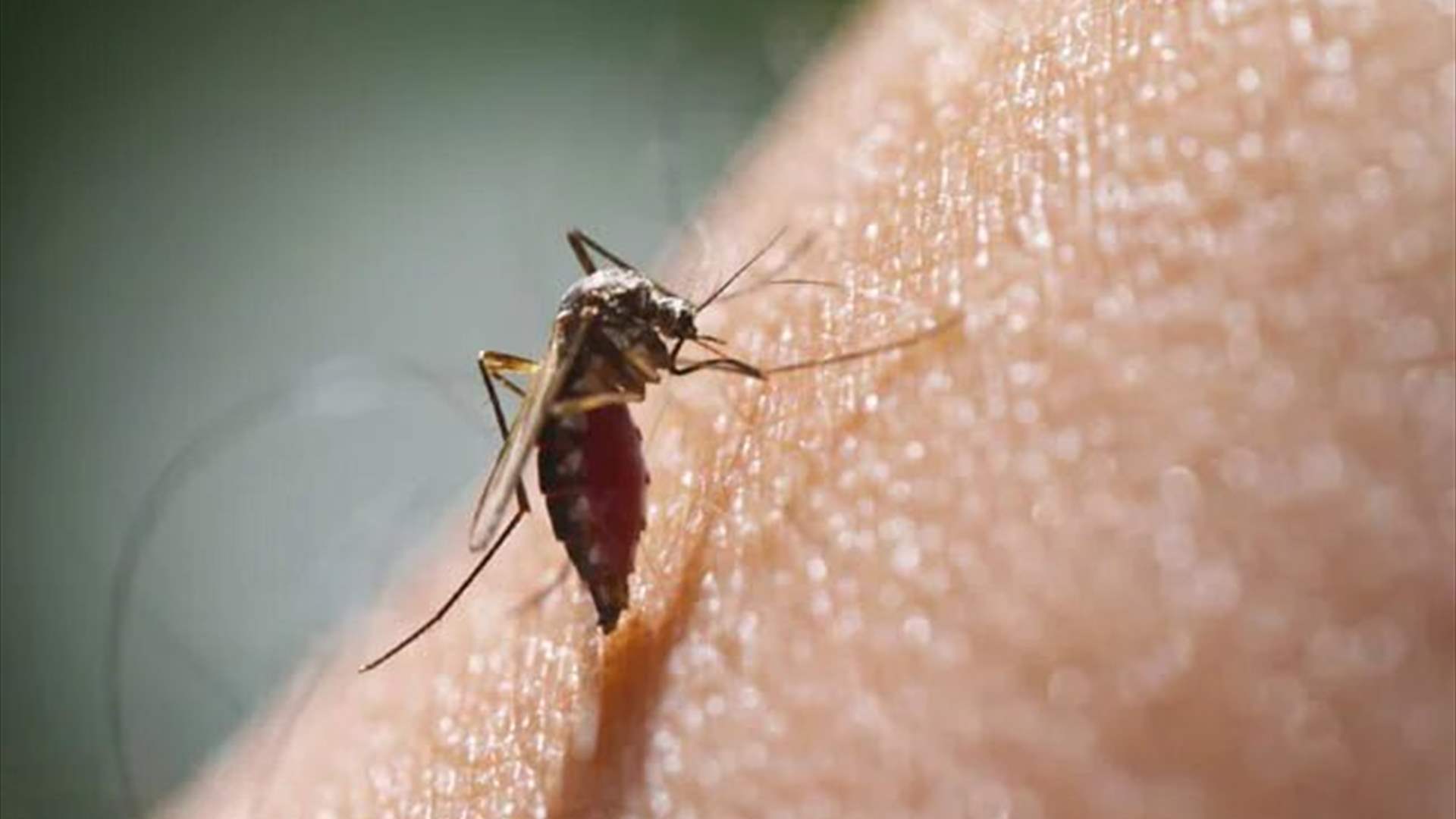 فيروس حمى الضنك...ما هي أعراضه وكيف يمكن الوقاية منه؟