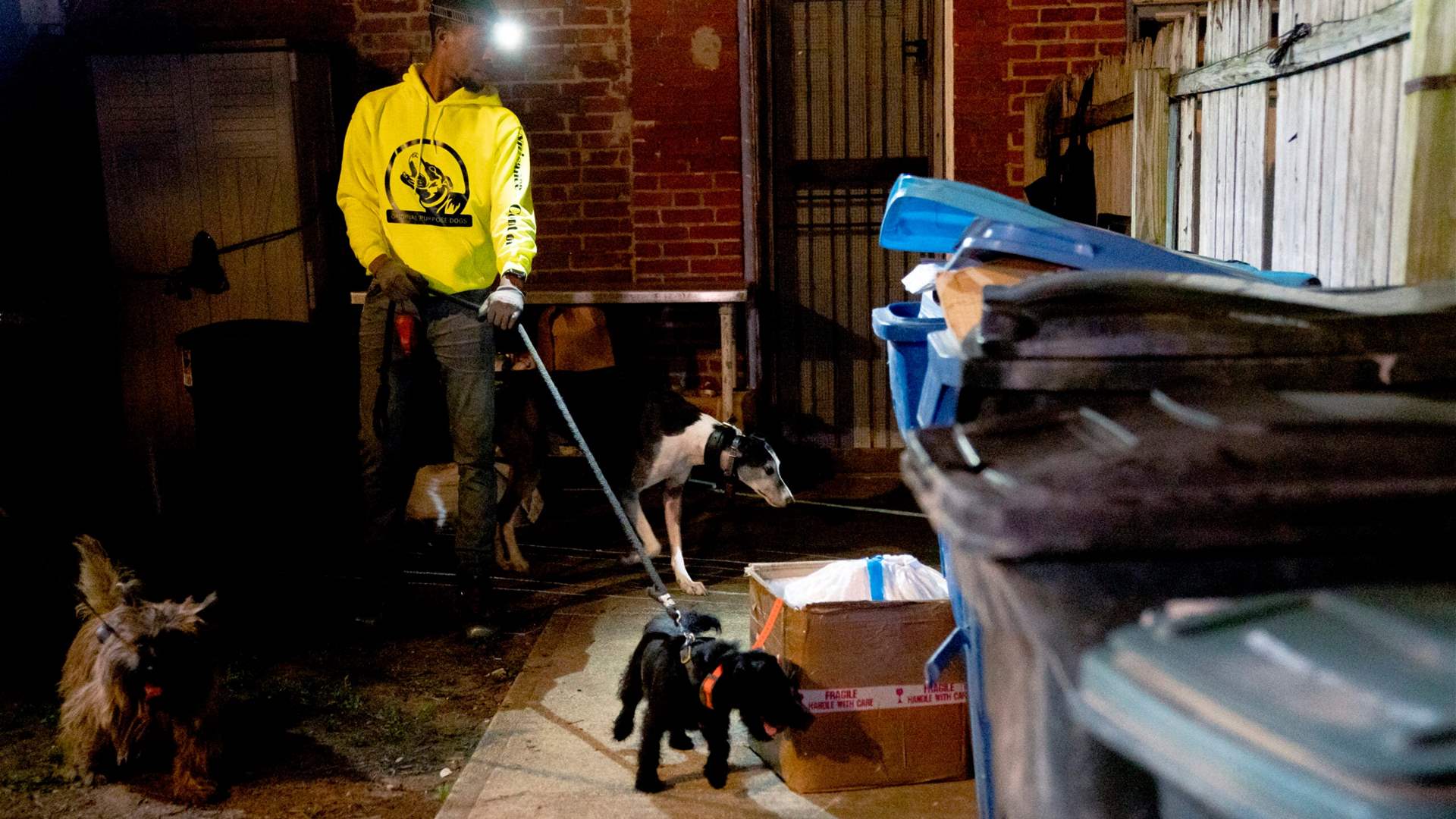 Washington recruits dogs and cats in war on rodents