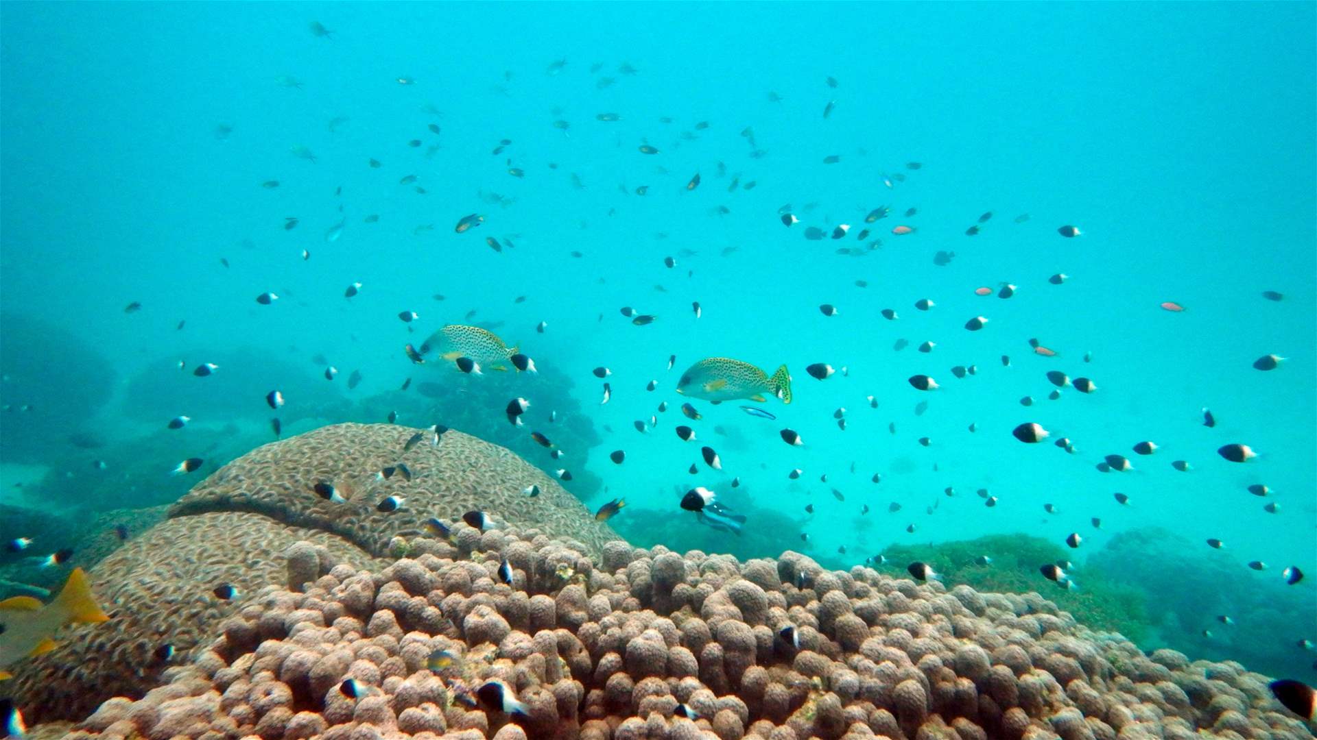 What does the UN high seas treaty mean for protecting the ocean?