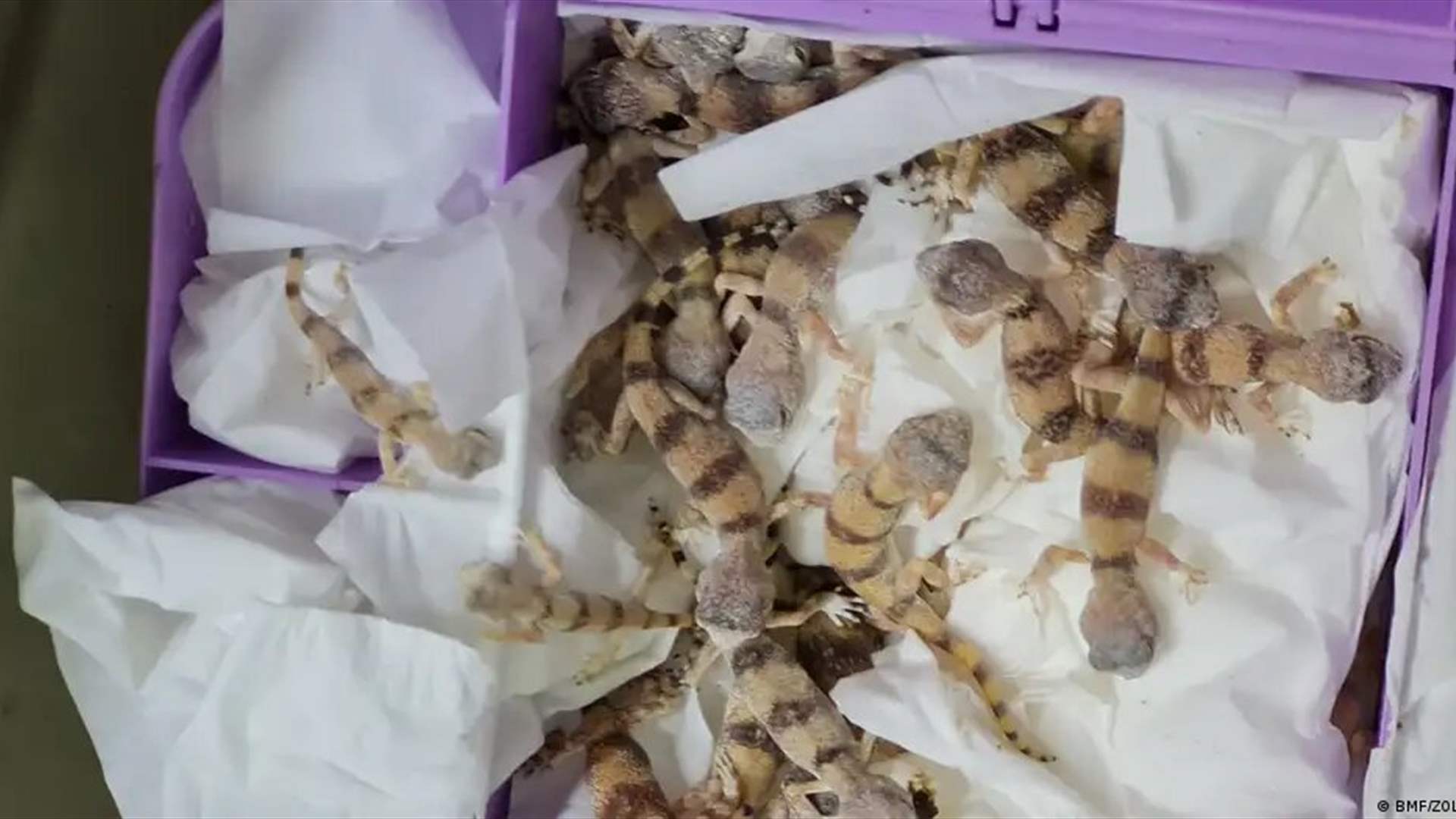 العثور على عشرات الزواحف في أمتعة سفر أحد الرّكاب في هذا البلد... وهذا مصيره!