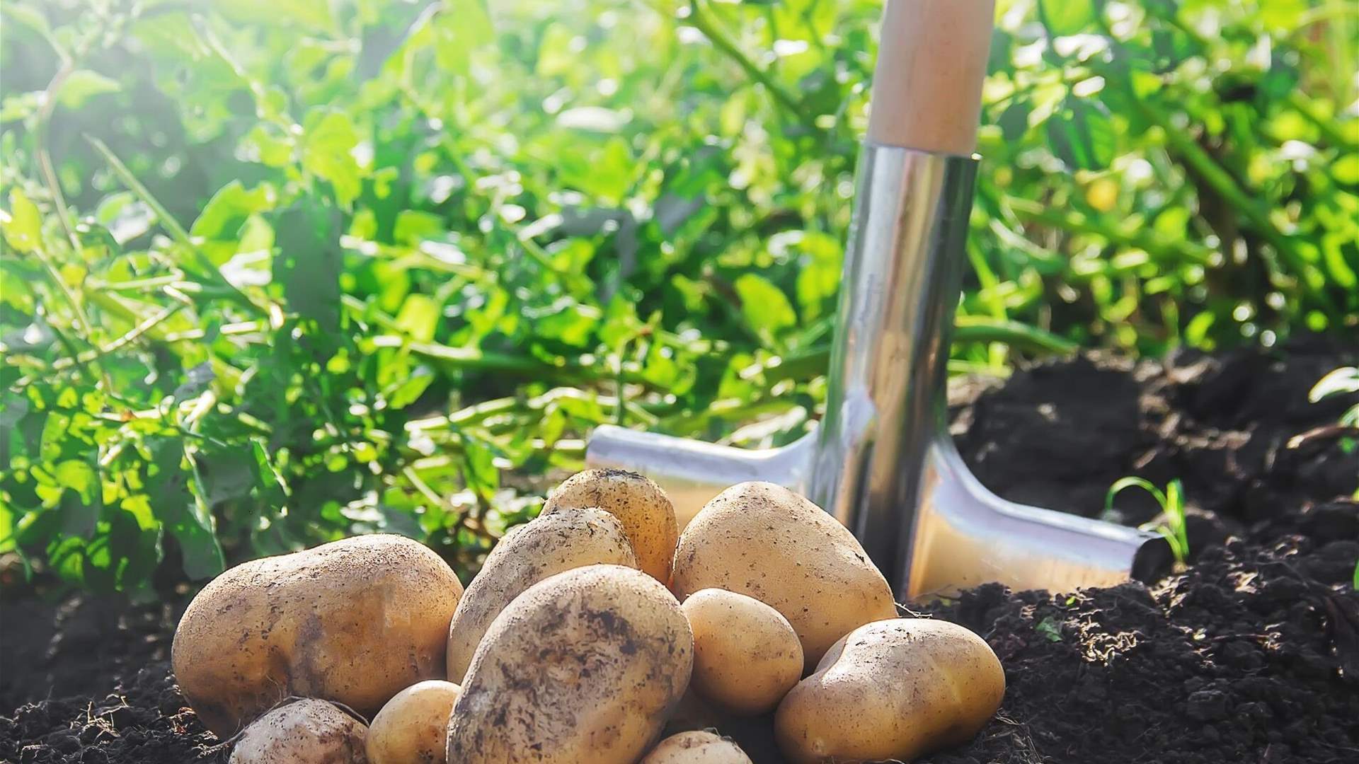 Lebanon faces challenges as Syrian potatoes enter illegally, hurting local farmers and economy 