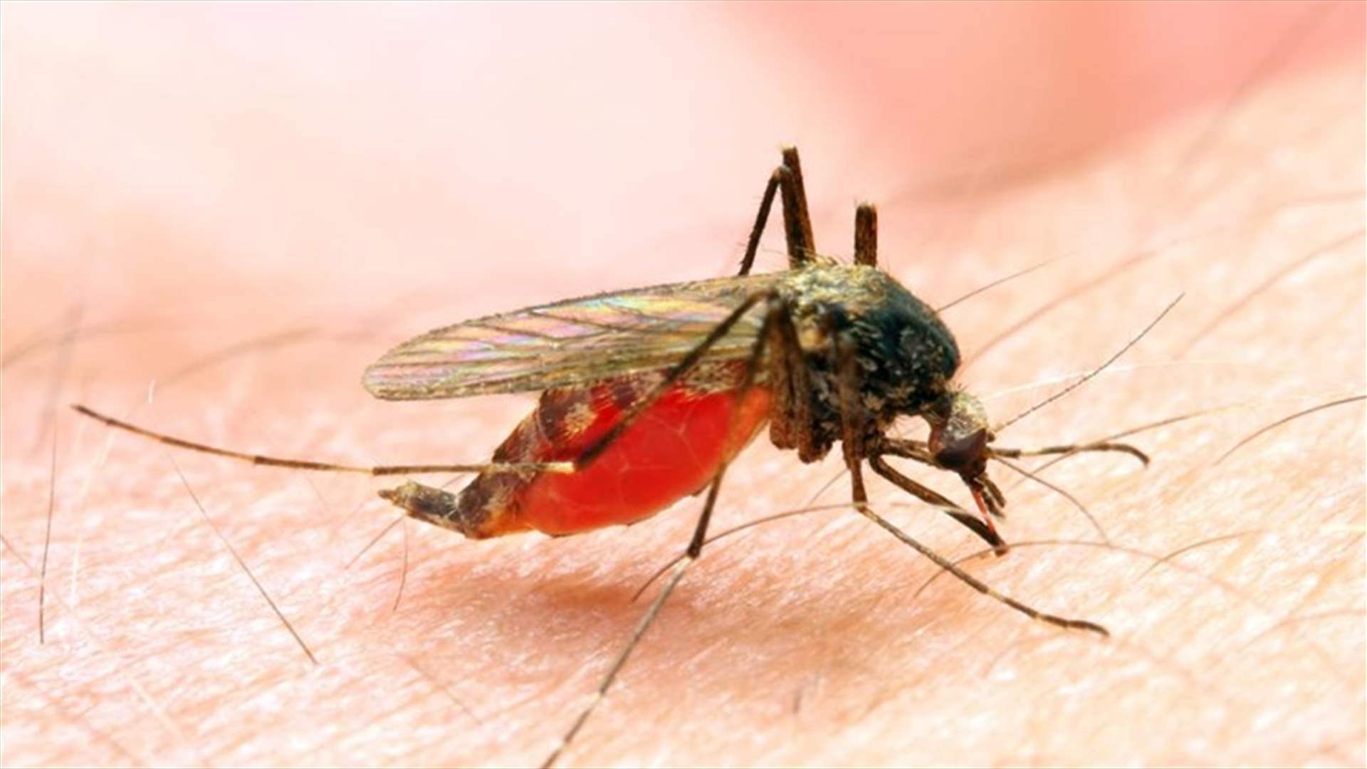 للمرة الأولى منذ 20 عاماً... إصابات بالملاريا في الولايات المتحدة