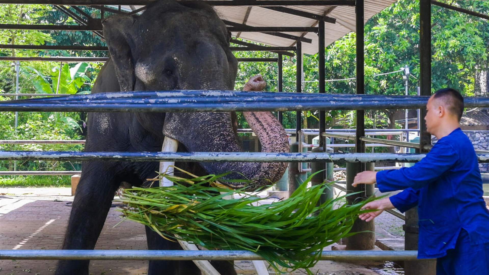 Neglected elephant boards jumbo flight home to Thailand