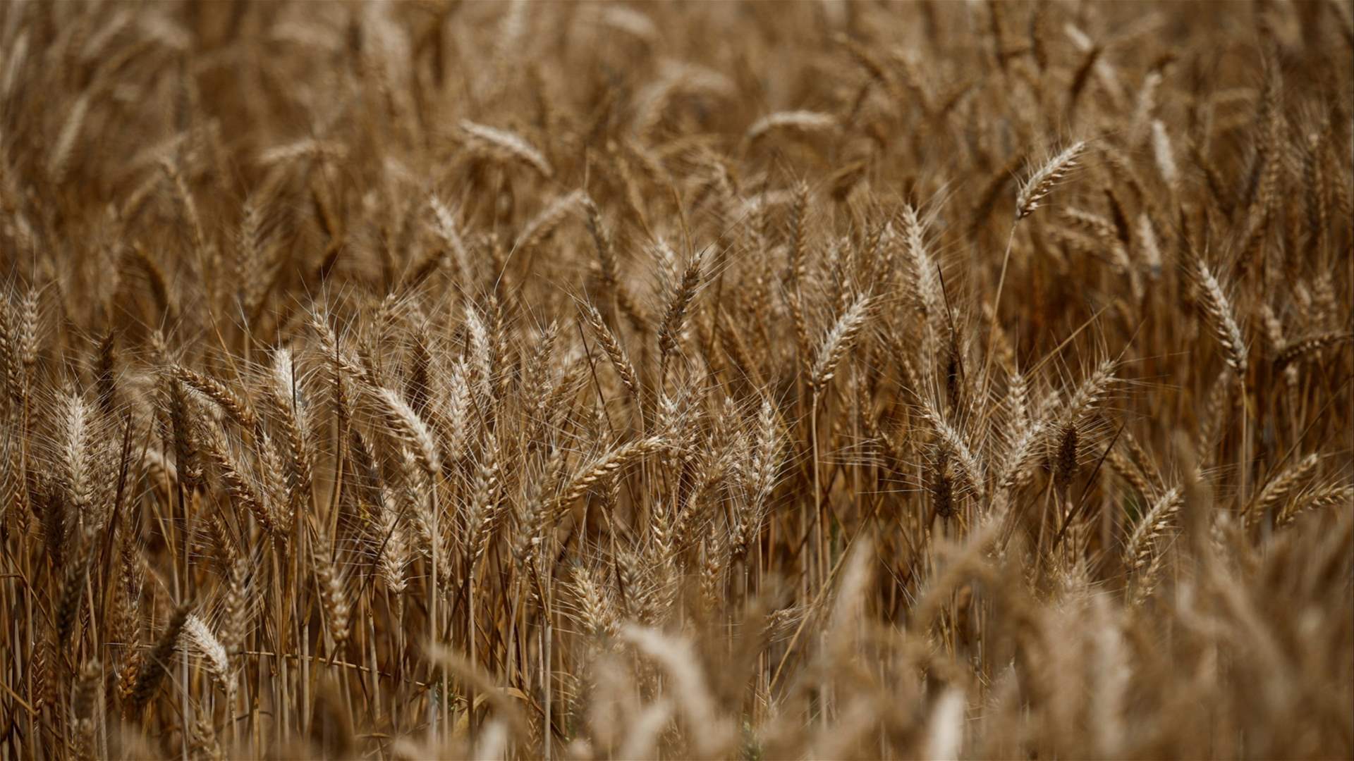 Brussels looks to relax curbs on genetically modified crops