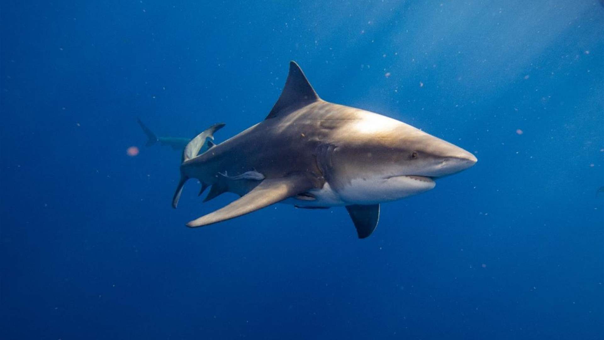 أخبار كاذبة ارتبطت بحادثة القرش... اليكم أبرزها