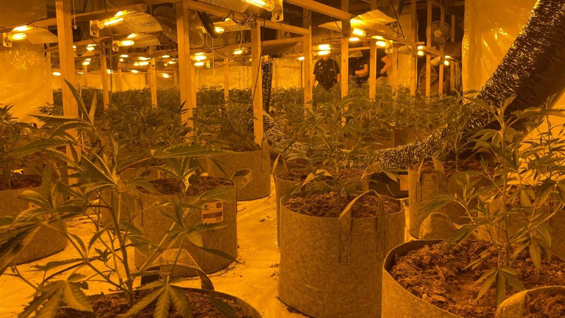 Hundreds of cannabis plants seized in major operation in Britain