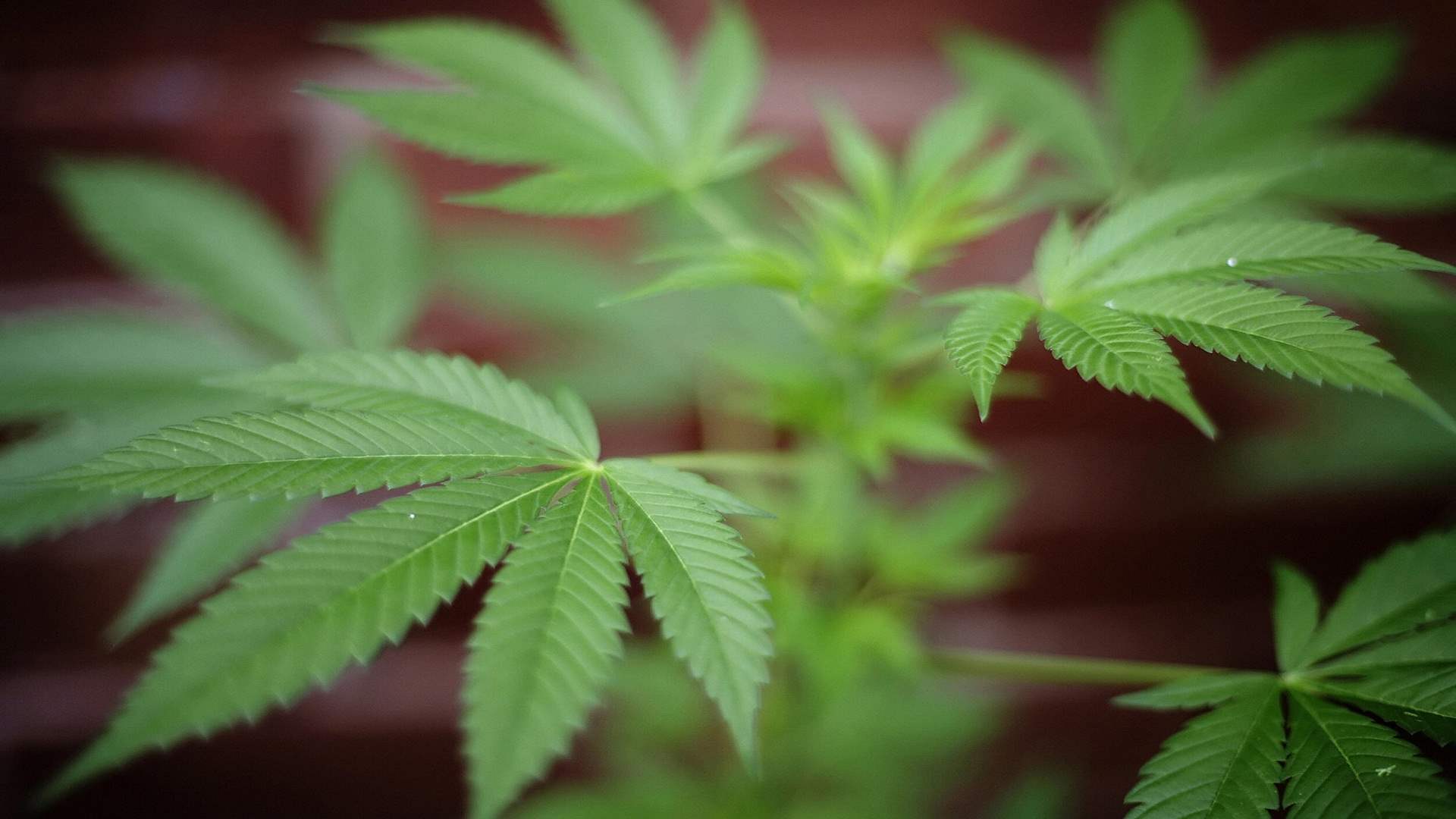 توجيه الإتهام لمئات الأشخاص وضبط نبتات قنب في عملية واسعة في بريطانيا