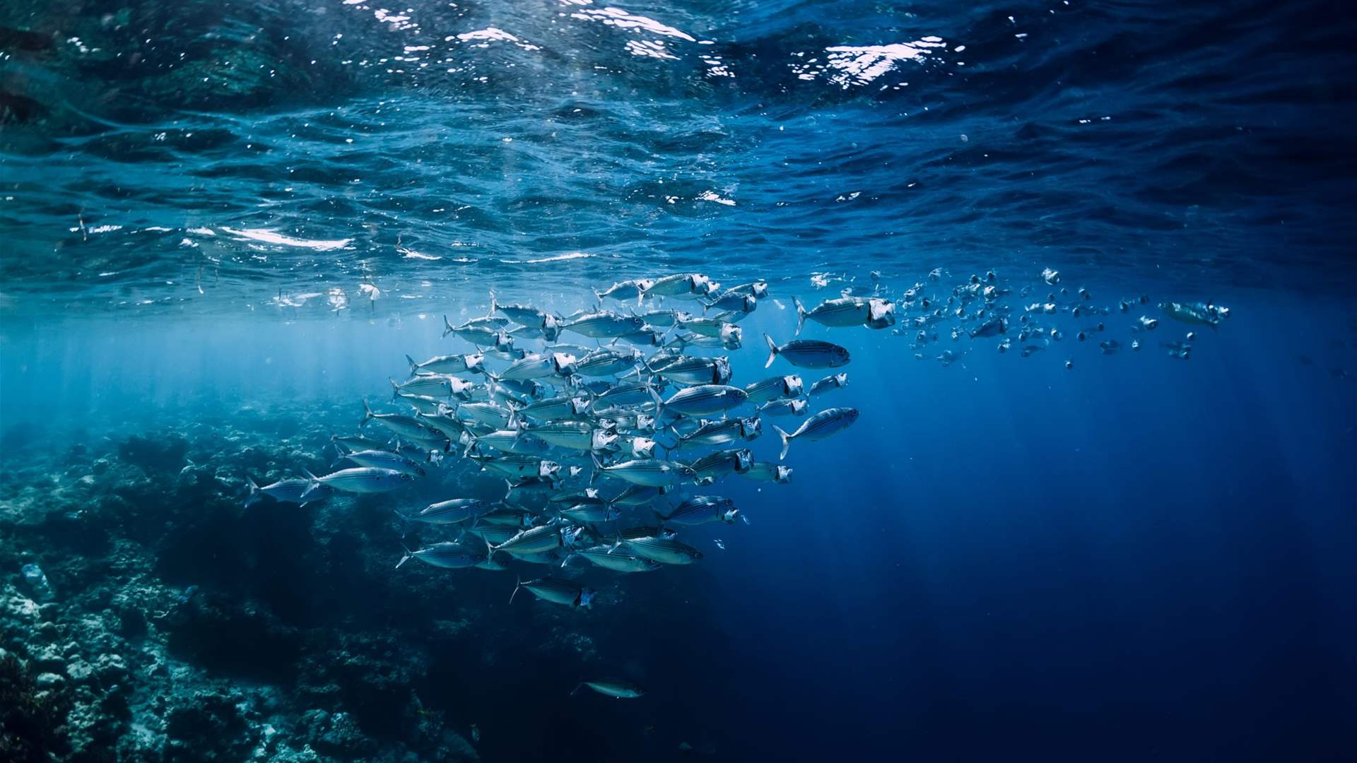Marine area protection increases fishing by 12 percent