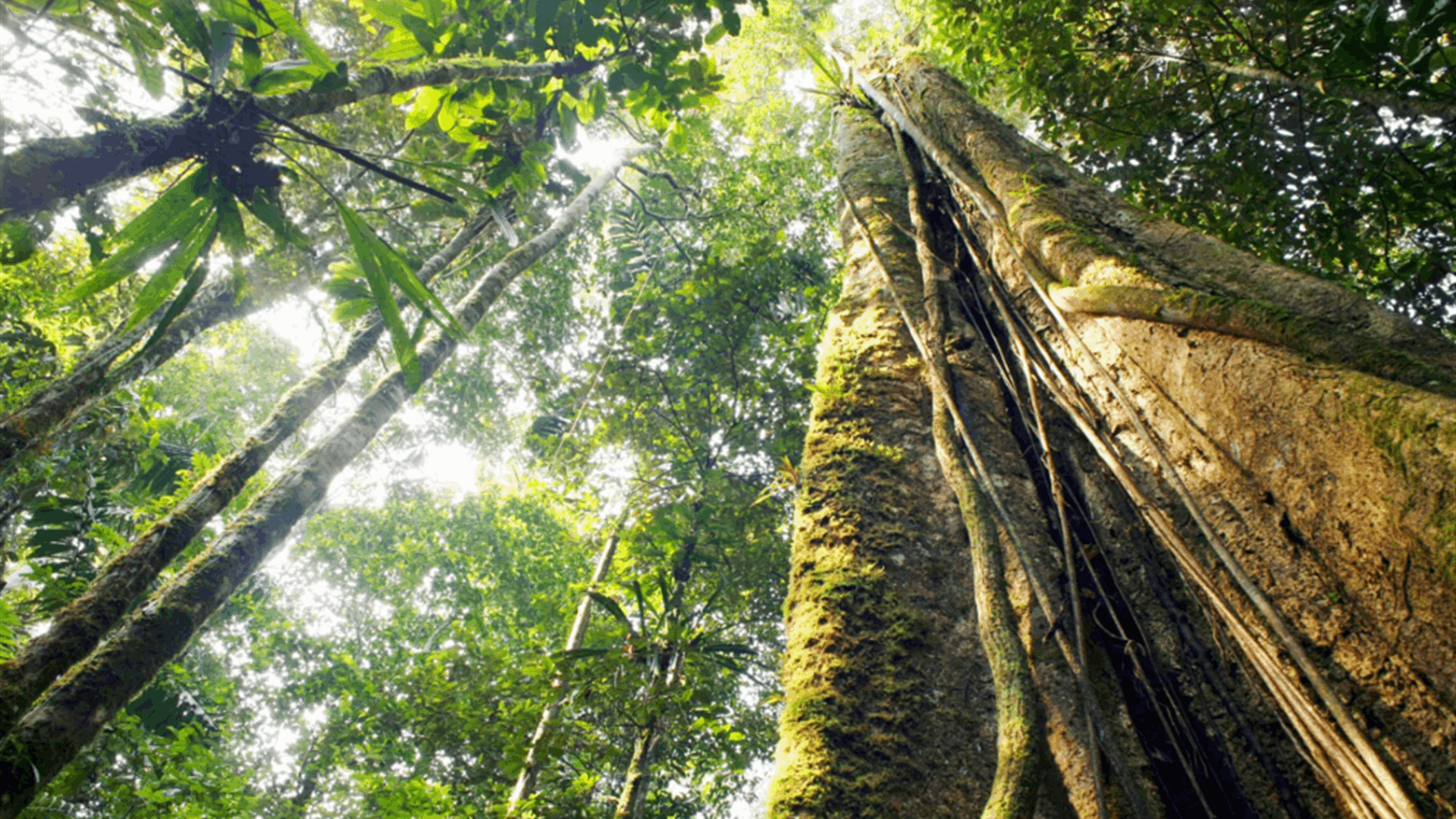 Sylvera banks $57M to put carbon offsetting on a path to Net Zero
