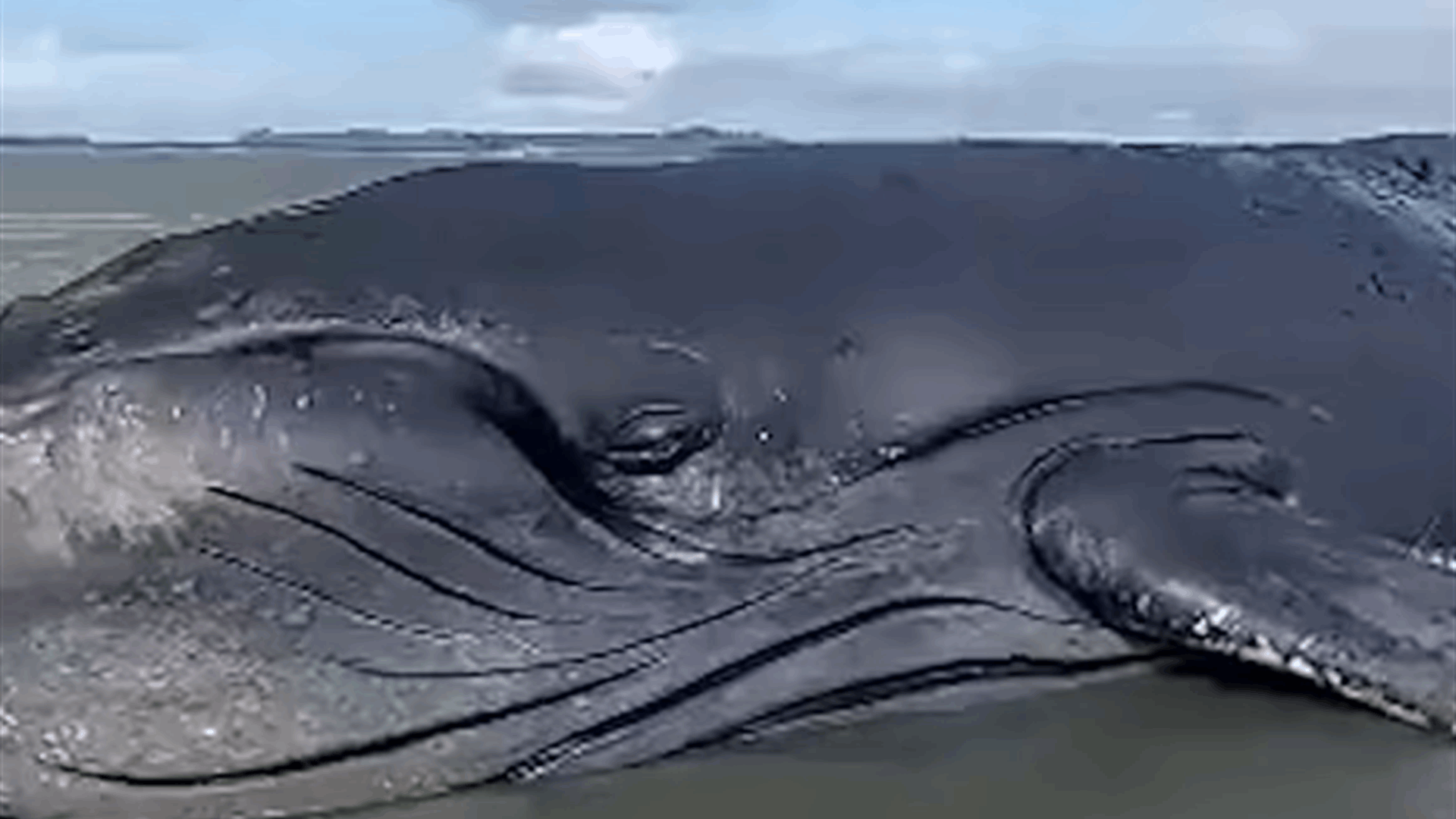 "بكى كما لو كان يعلم أنه على وشك الموت"... حوت أحدب عملاق يبكي قبل أن يلفظ أنفاسه الأخيرة! (فيديو)