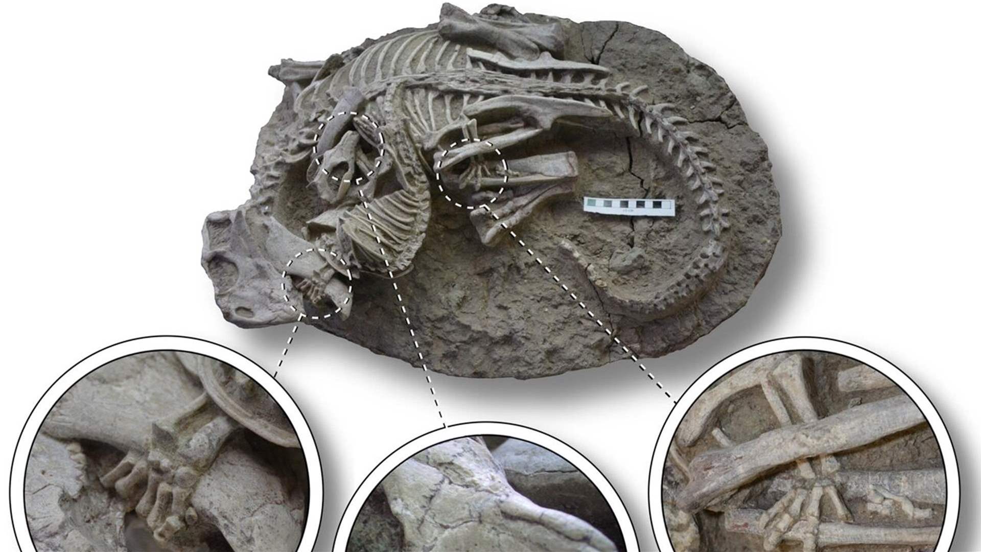 Fossilized discovery in China of a mammal attacking a dinosaur