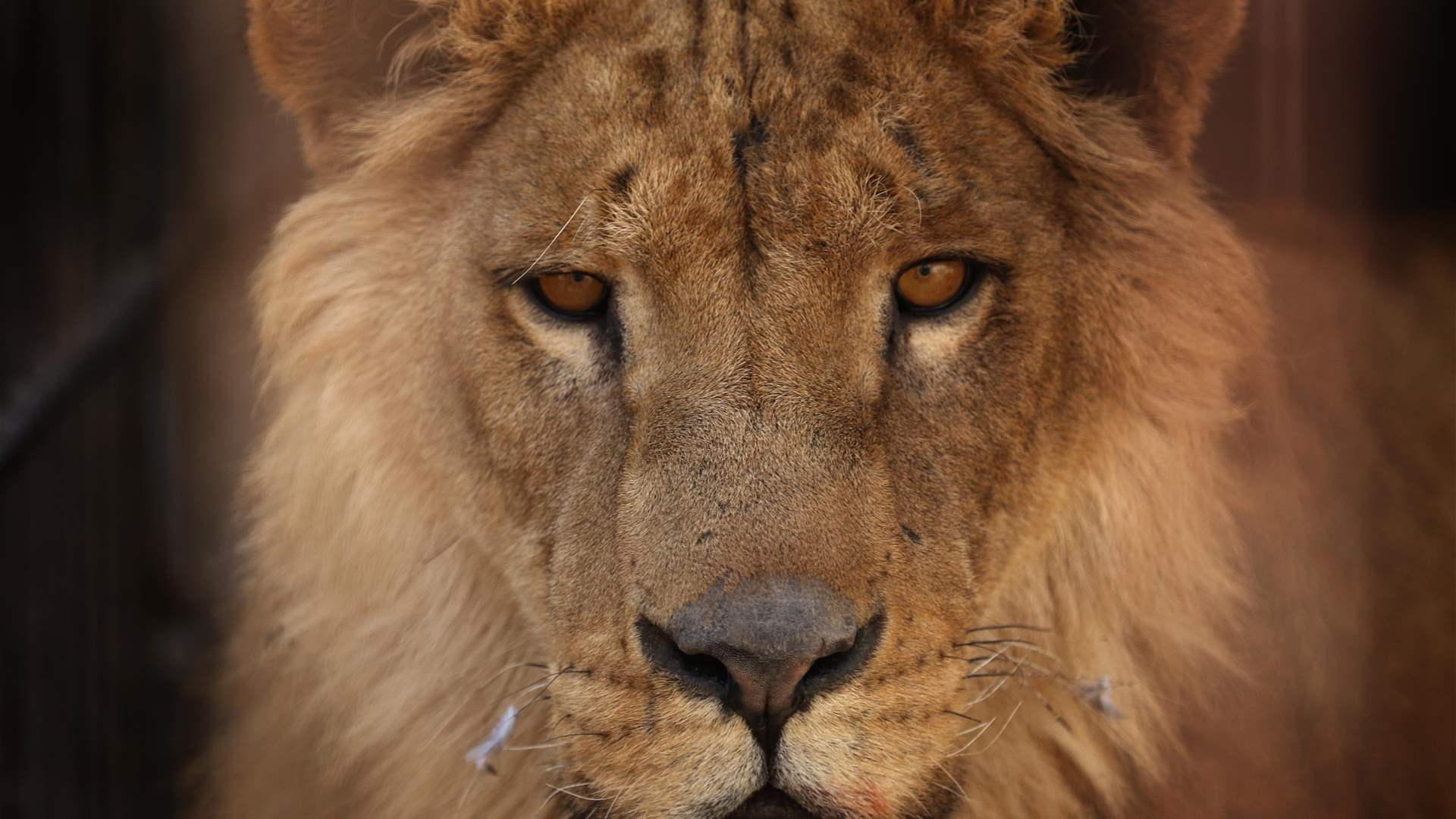 Extensive search in southern Berlin for a loose lioness