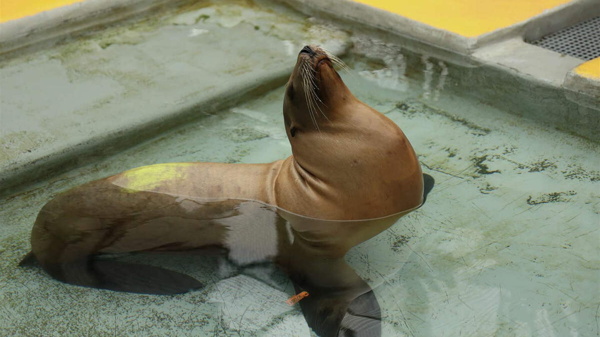 Unprecedented deaths of marine mammals on California coast raises concerns