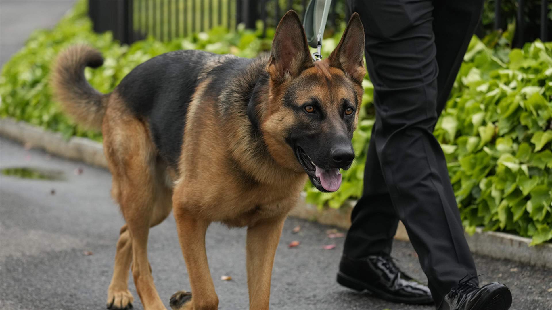 Biden&#39;s dog attacks White House staff and secret service personnel