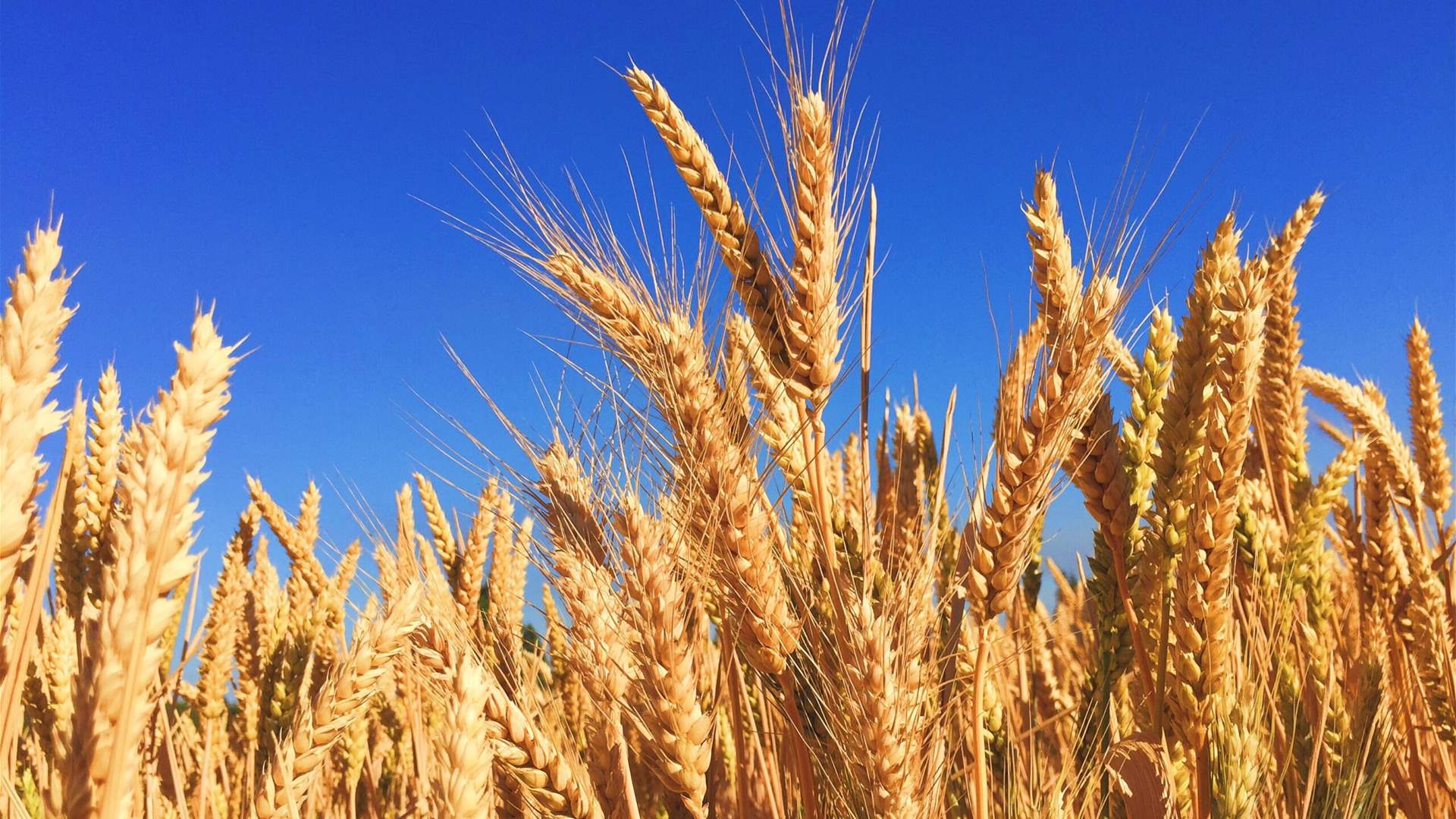 Wheat crisis in Bekaa: Farmers face tough wheat storage decisions