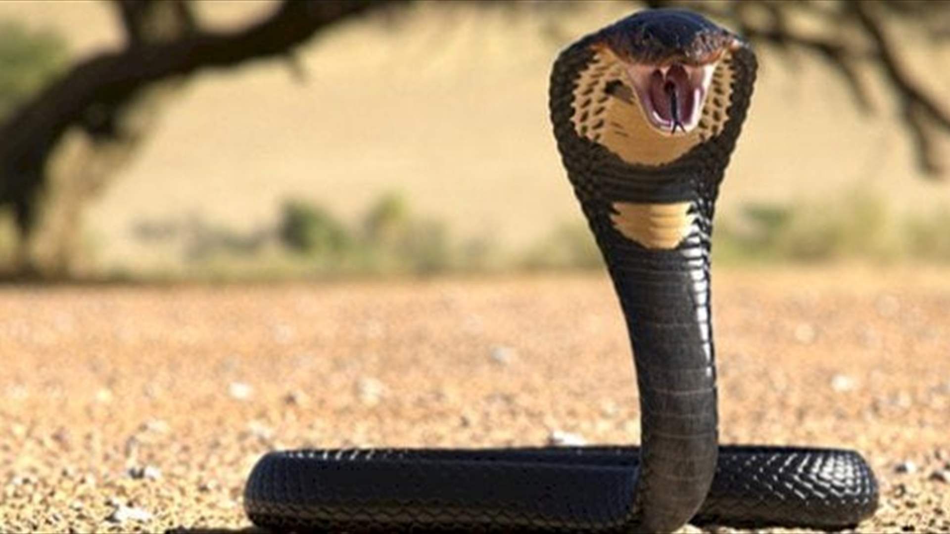 أصيب بالشلل ولم يتمكنوا من إنعاشه... حاول أن يقبّل حية كوبرا فعضّته في أنفه! (فيديو)