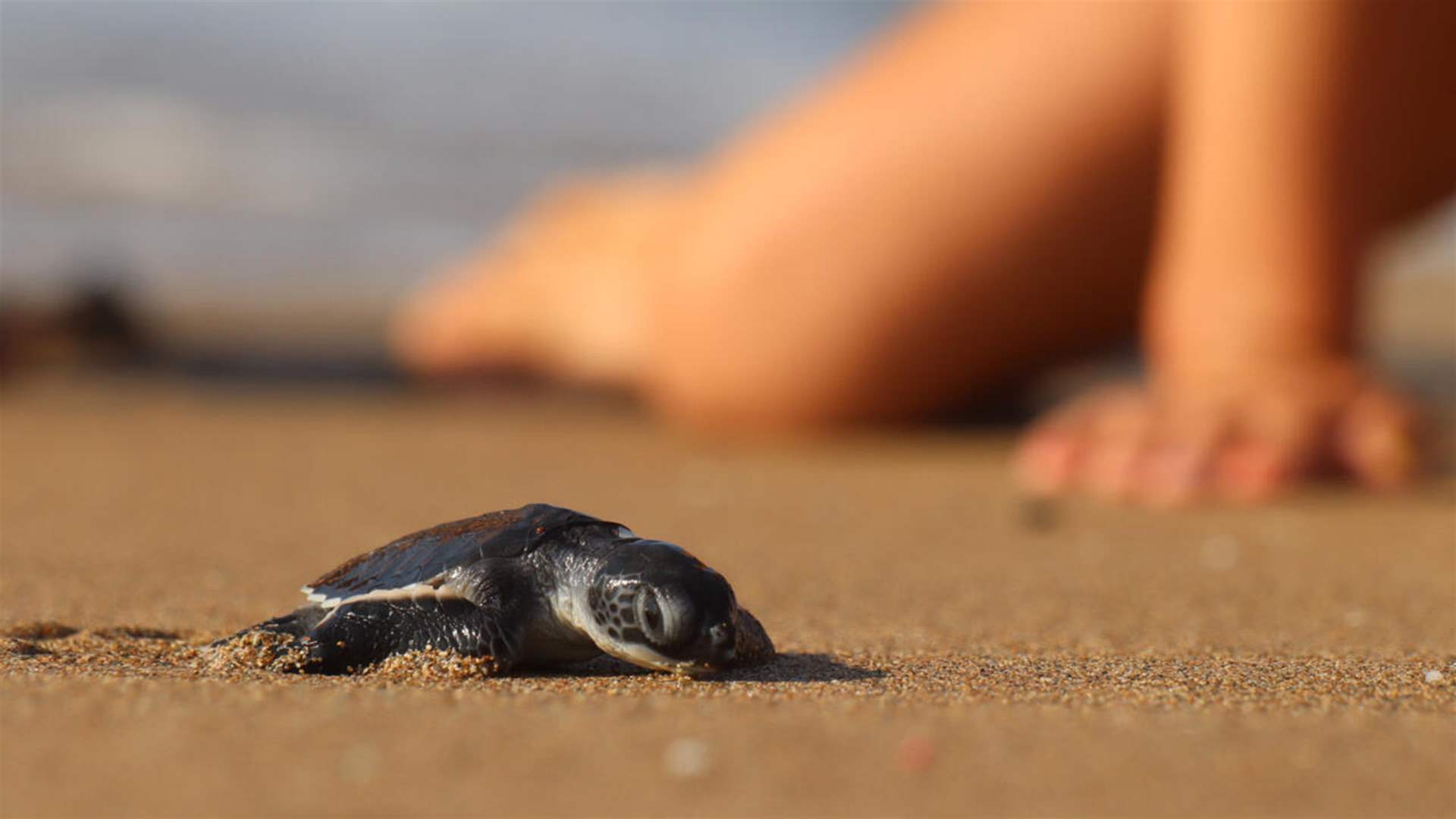 Sea turtles frequently lay their eggs on French shores in a phenomenon that raises scientists&#39; questions