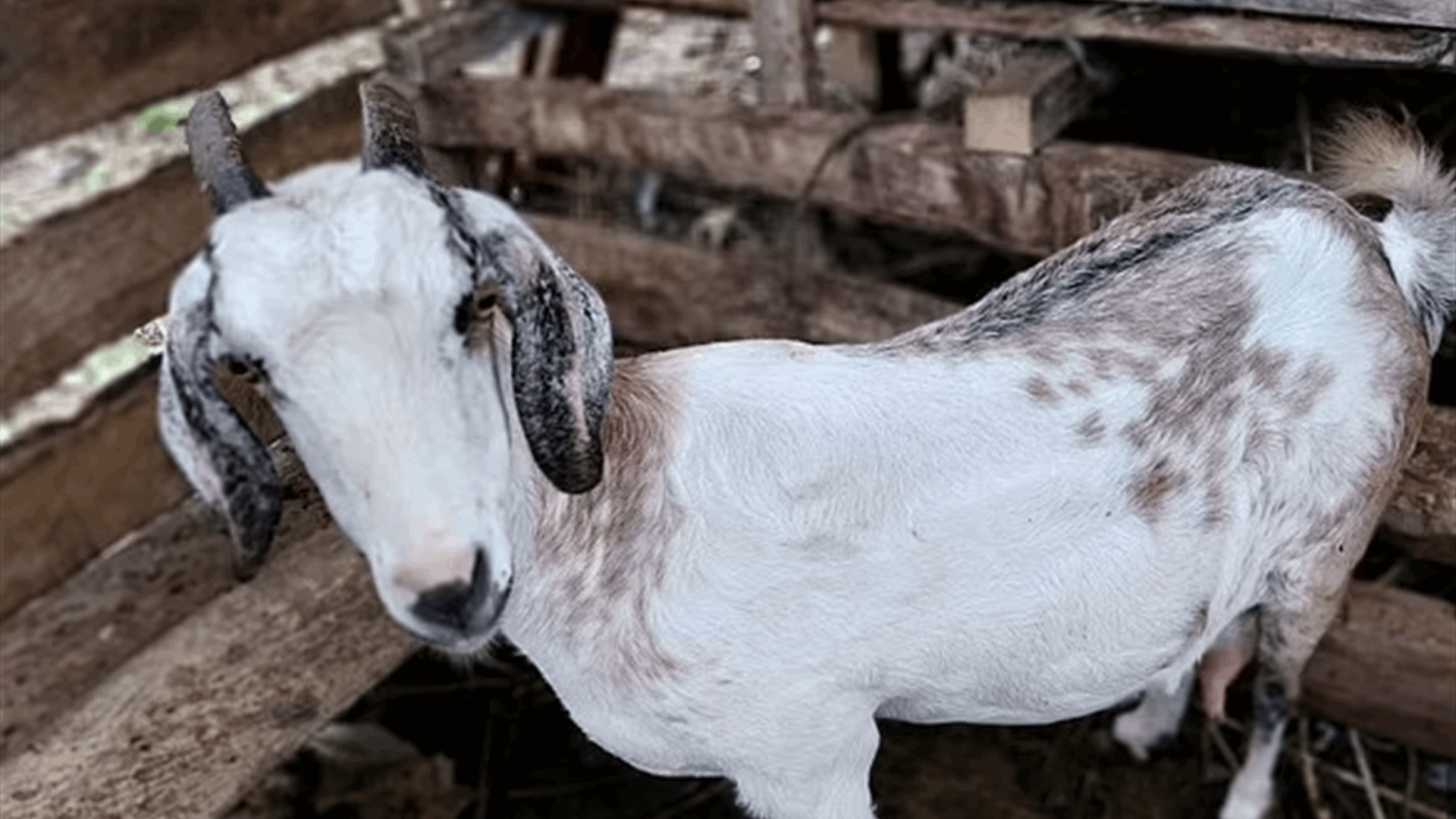 في جريمة غريبة... أدخل ماعزاً أليفاً إلى الحمام وأقام علاقة معه!