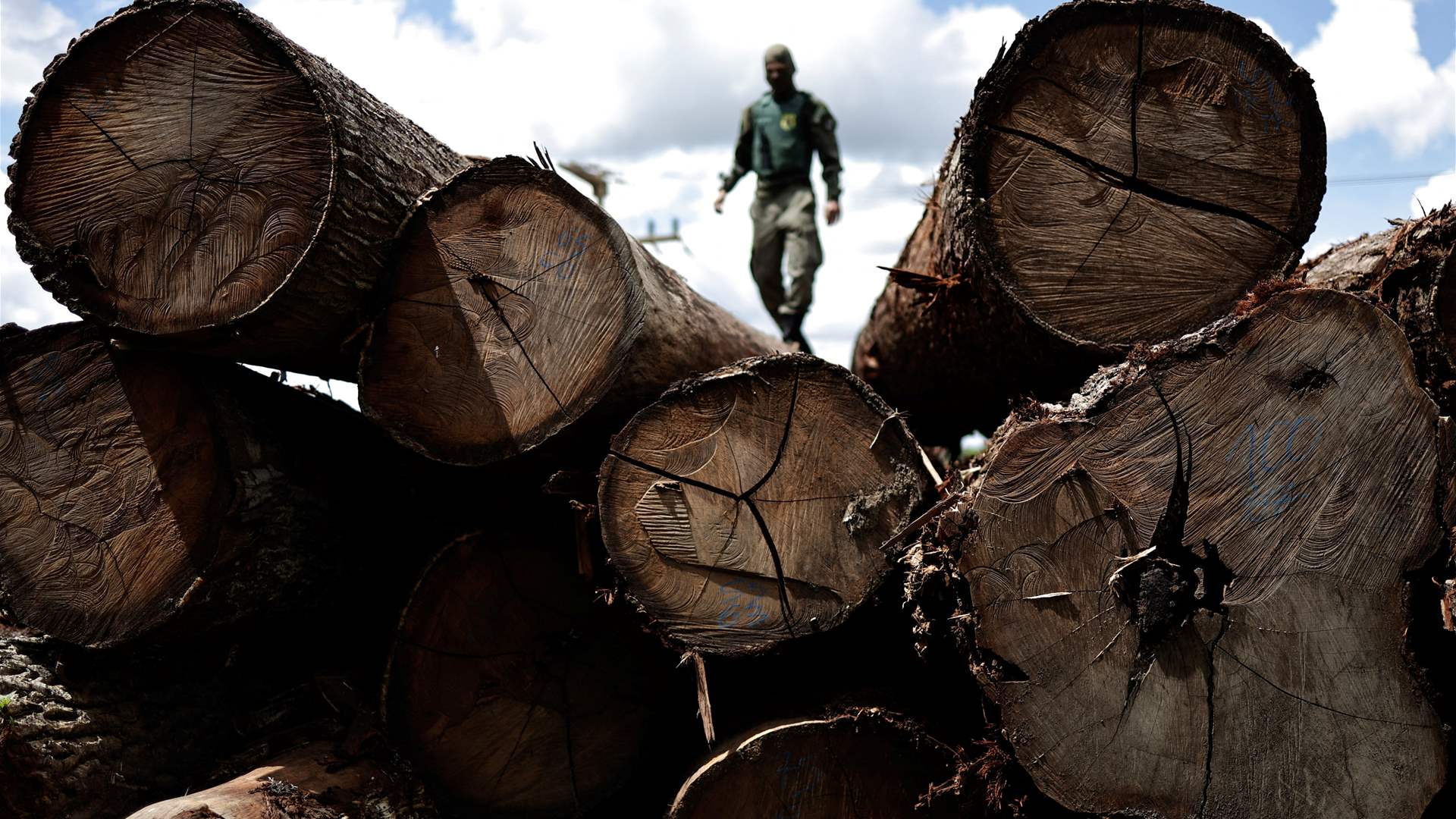 Deforestation in Brazil's Amazon fell 66 percent in July