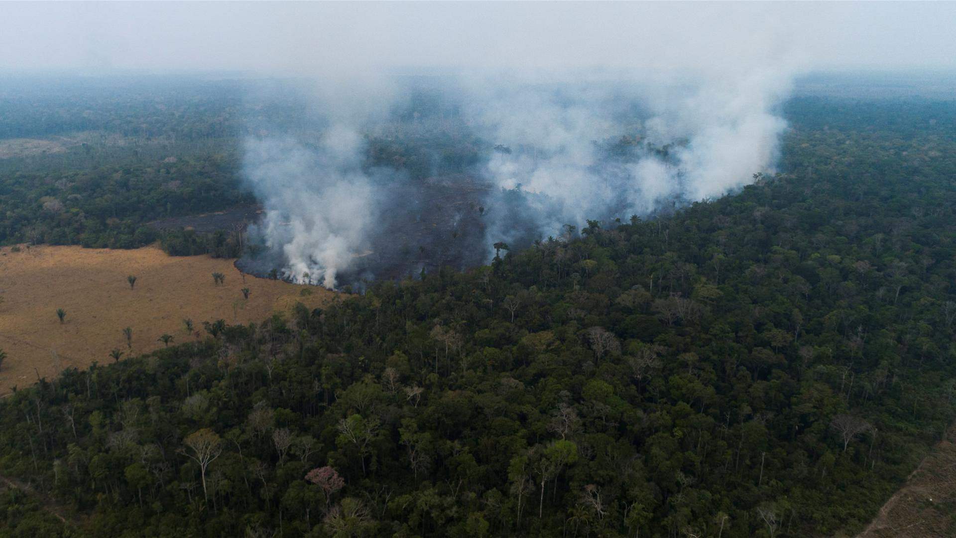 Amazon’s deforestation falls 66 percent in July
