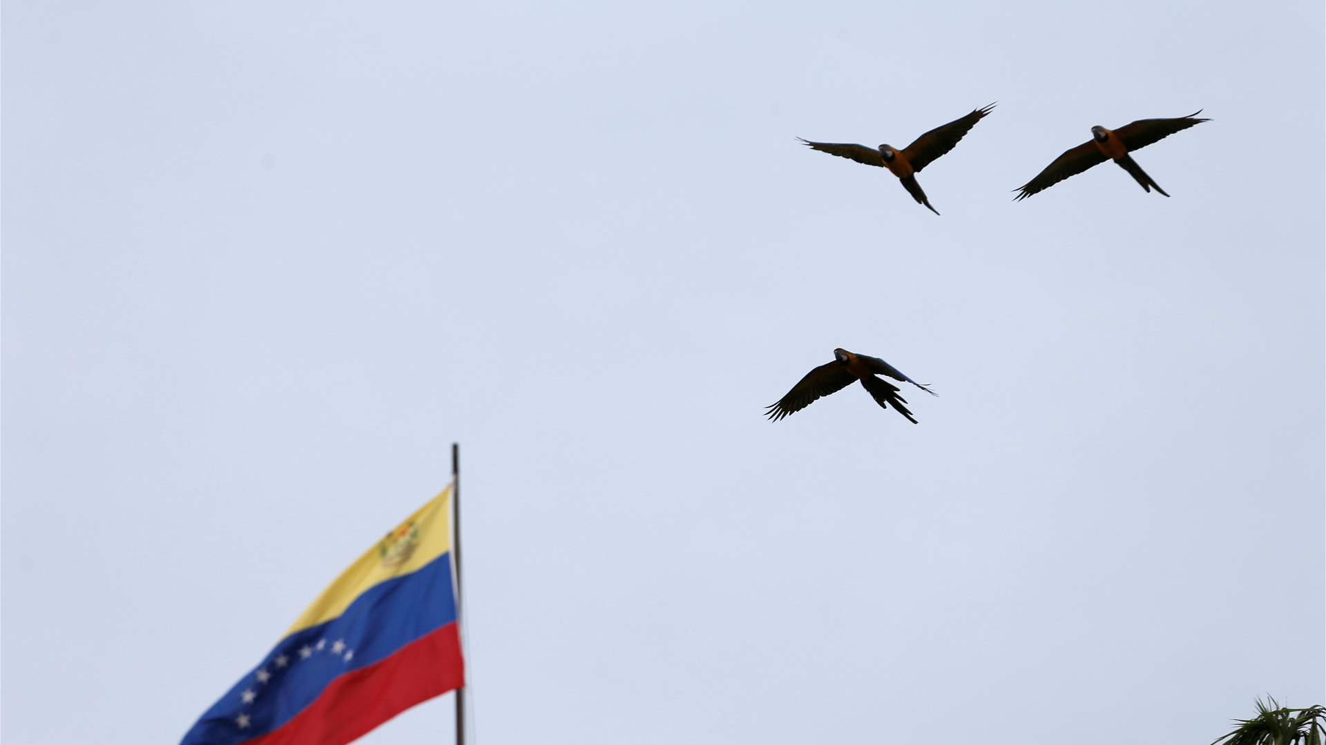 Organizations denounce dismissal of president of Venezuela&#39;s Red Cross