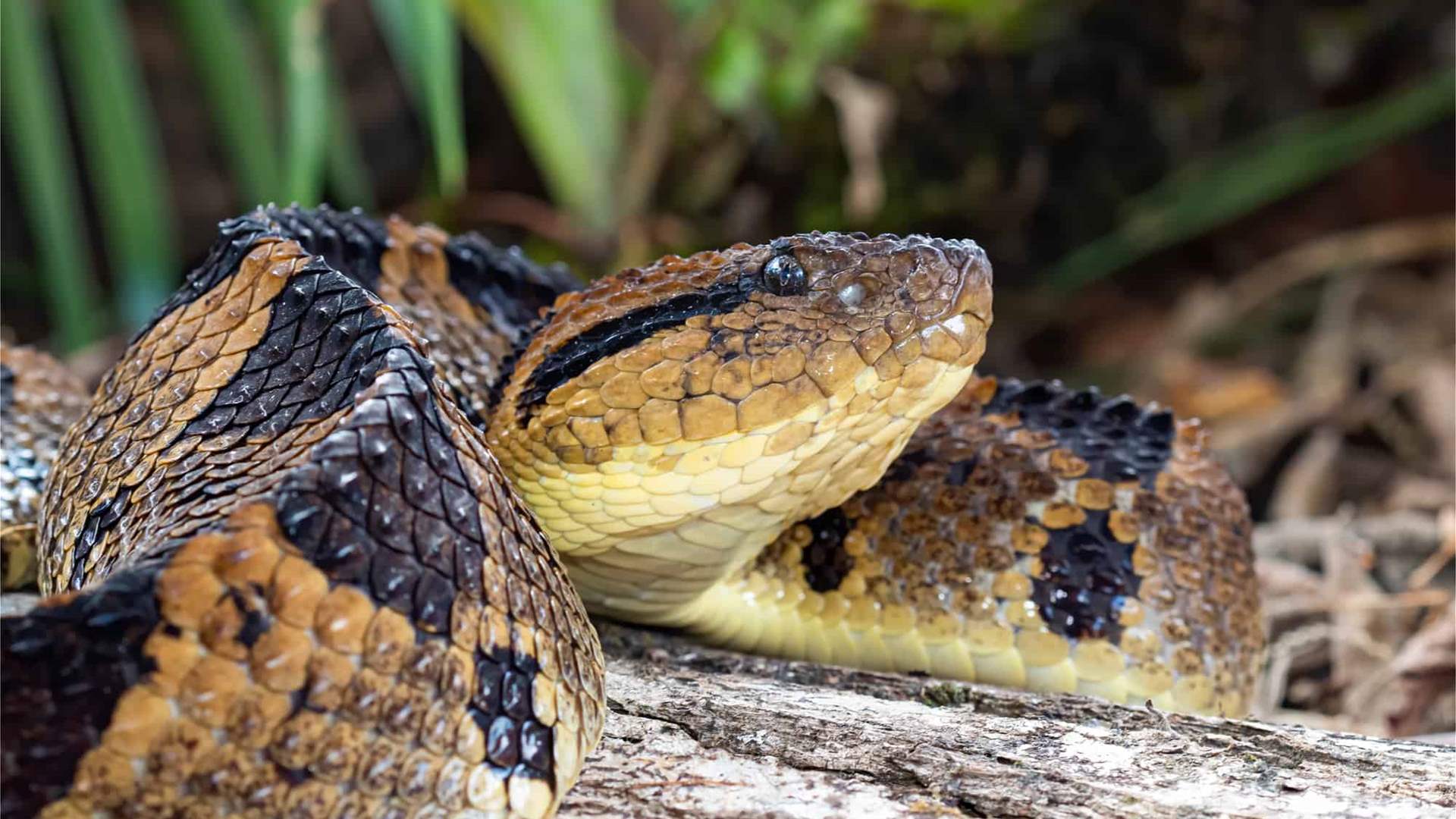 Victims of snake bites in Venezuela suffer from lack of anti-venom