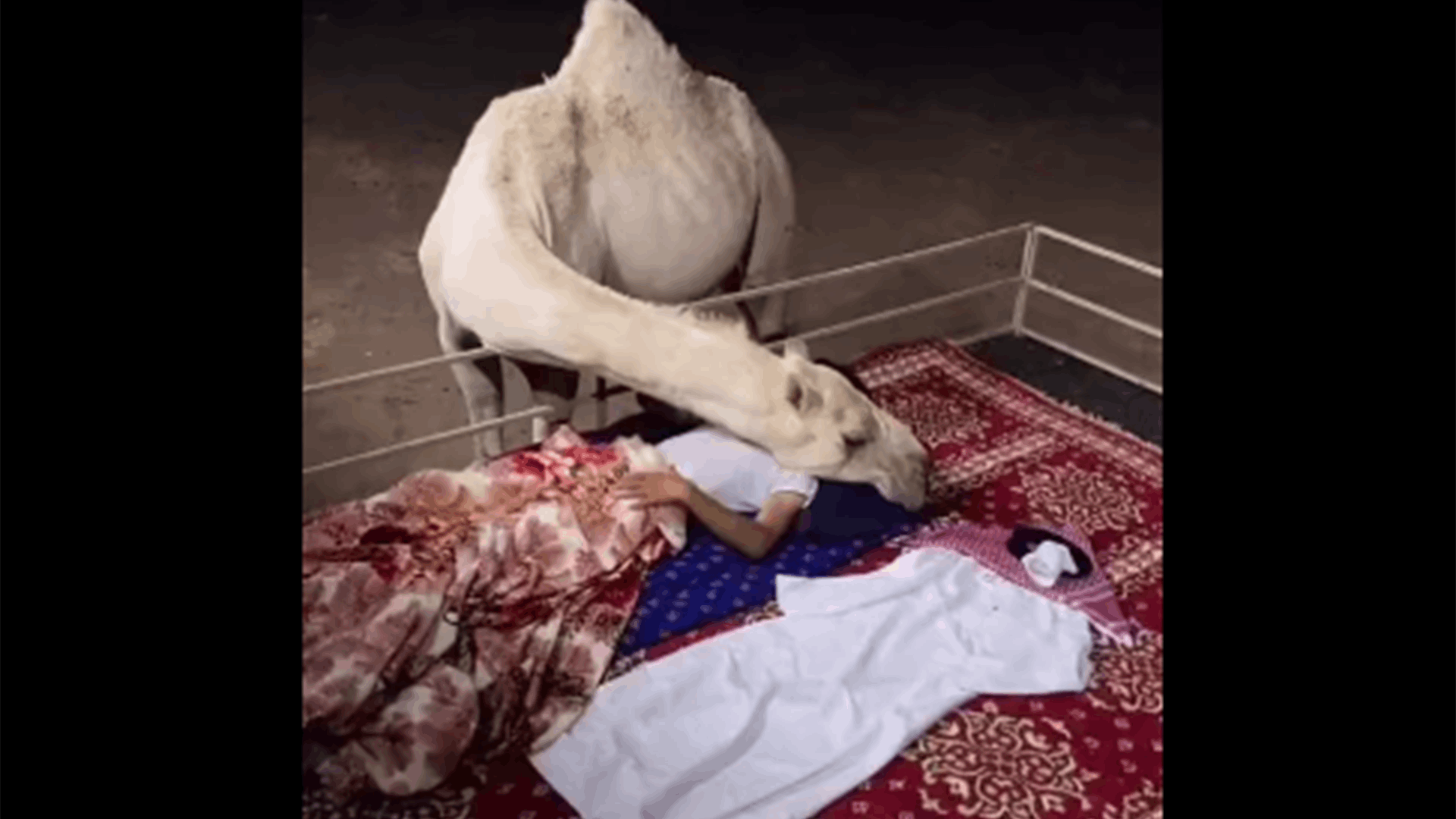 مشهد مؤثر بين ناقة وصاحبها... احتضنته في الليل أثناء نومه في الصحراء! (فيديو)