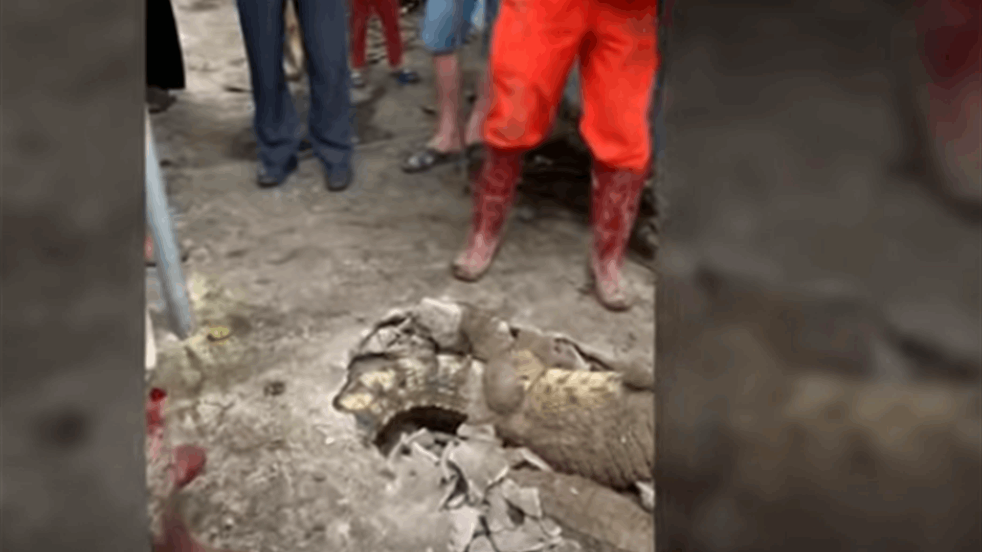 سمعوا ضجيجًا غامضًا مصدره الرصيف... لكن ما اكتشفوه أكثر من مرعب! (فيديو)