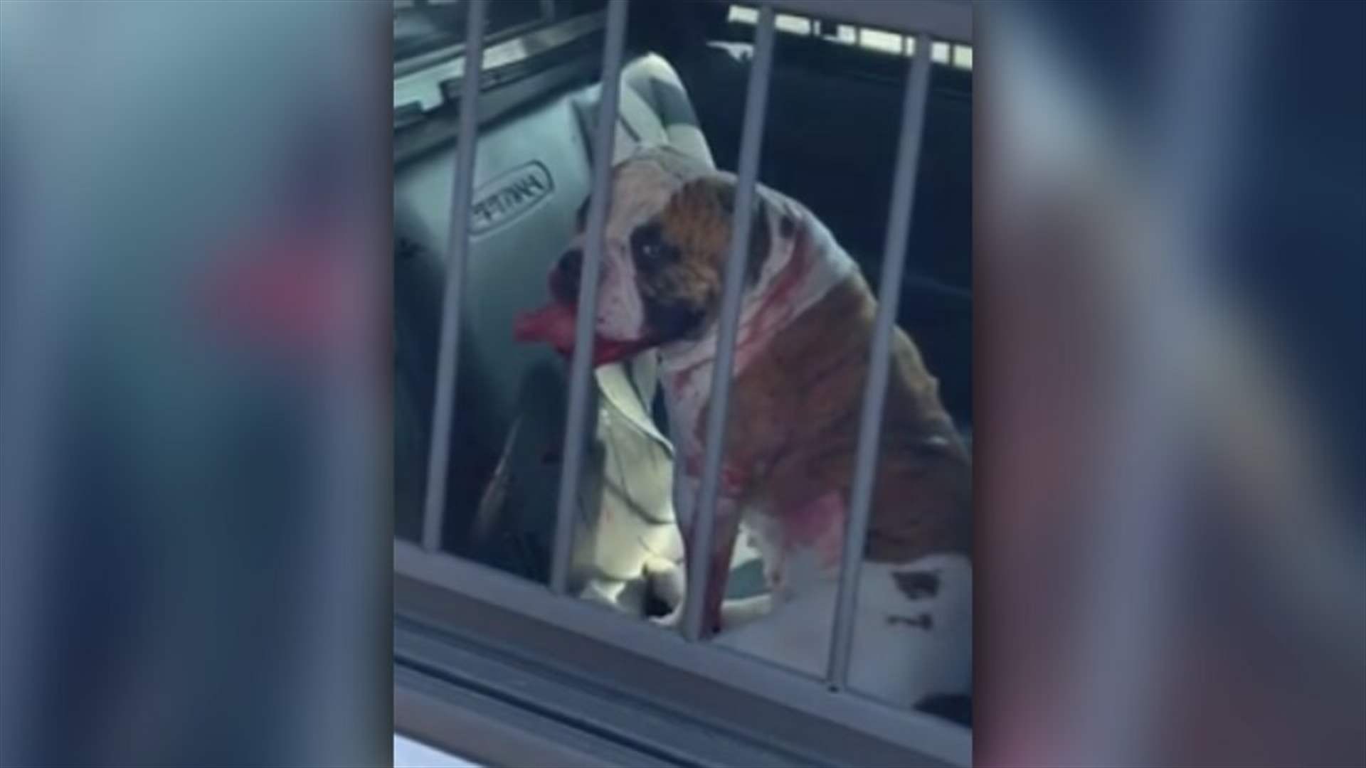 حادثة مروّعة... طفل يتعرض لهجوم كلب عنيف ووالده يعلّق: "إنه كابوس" (صور)