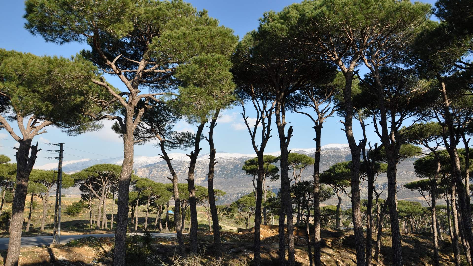 "القانون السّايب" يعلّم الناس قطع الأشجار (الاخبار)