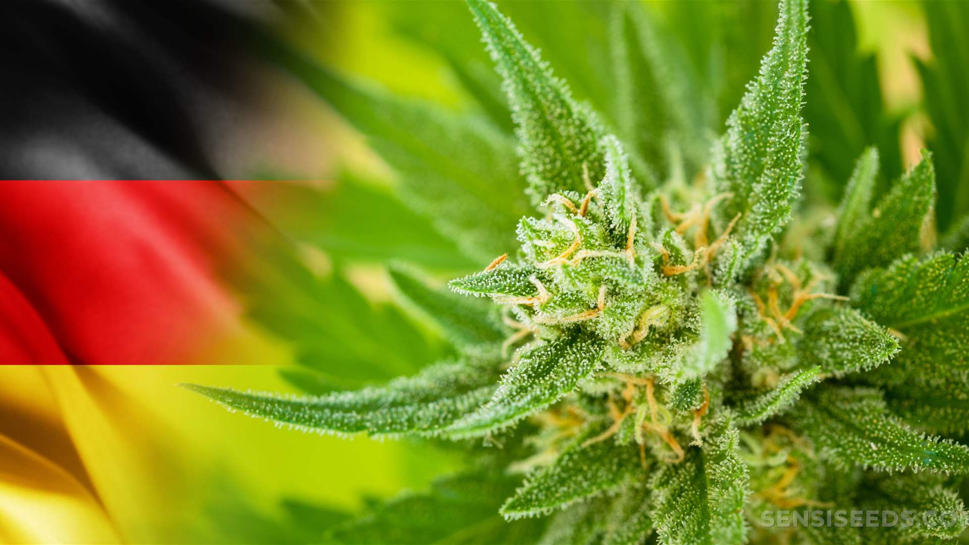 German government approves bill allowing cannabis for recreational purposes
