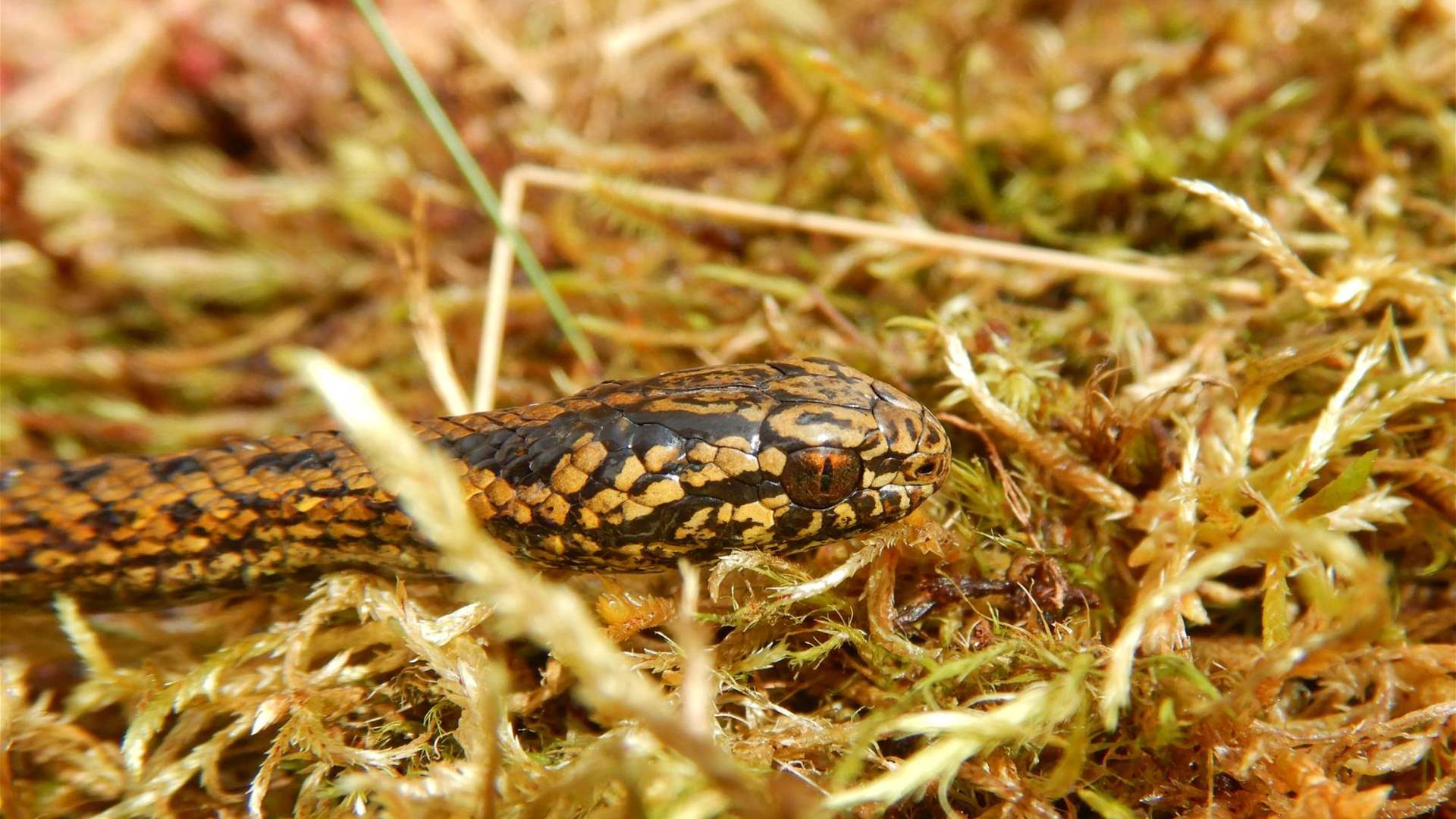 إطلاق اسم &quot;هاريسون فورد&quot; على نوع جديد من الأفاعي... لهذا السبب!