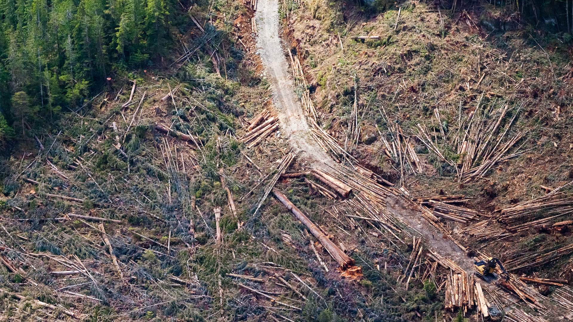 Threats to forests in Syria amid uncontrolled logging