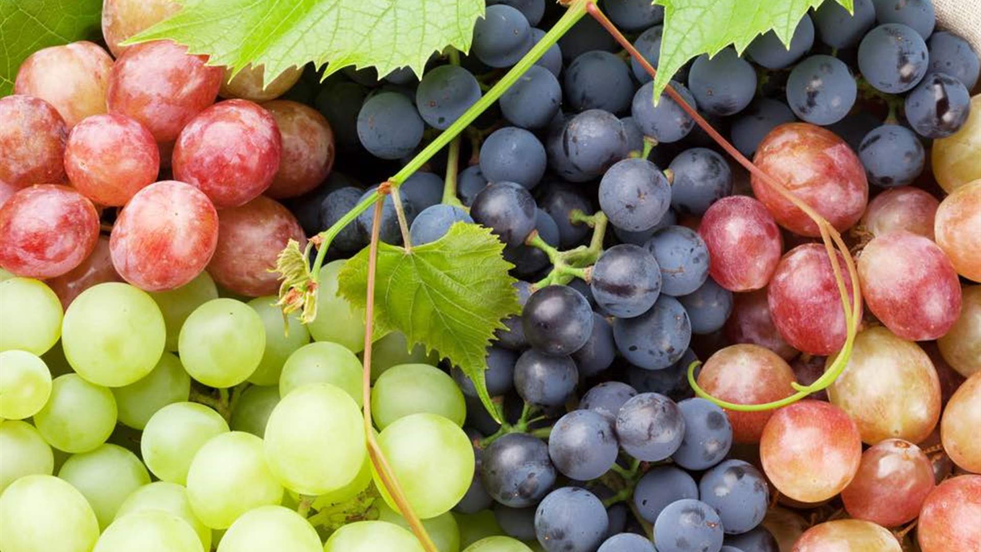 Lebanese grape market hit: 60% price dip due to Syrian smuggling