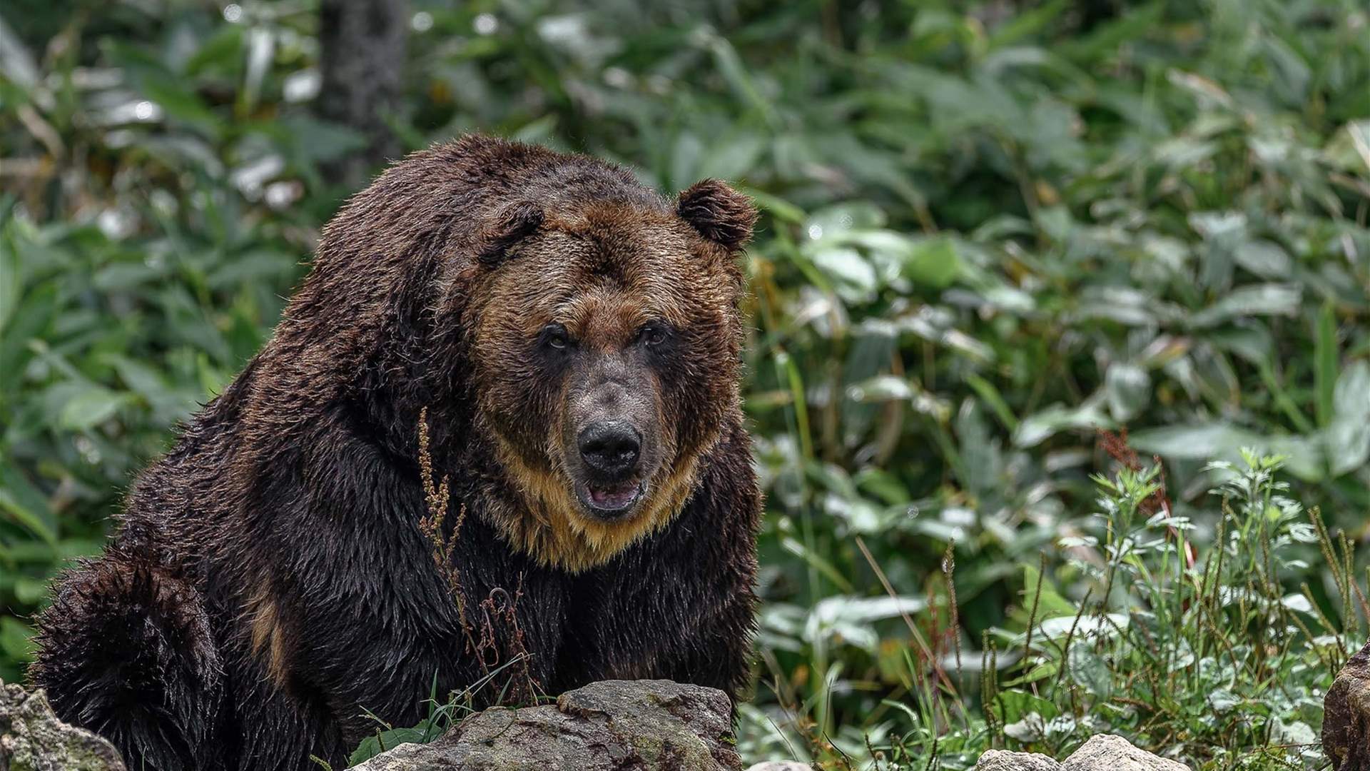 Brown bear killed in Japan after authorities had been chasing it for four years