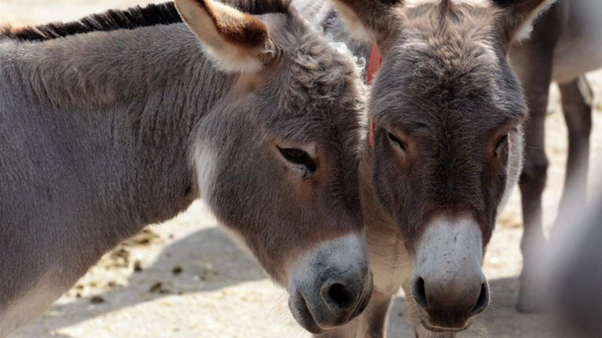 طبيب يؤكد: حليب الحمير صحي ومفيد... وهذه التفاصيل! (فيديو)