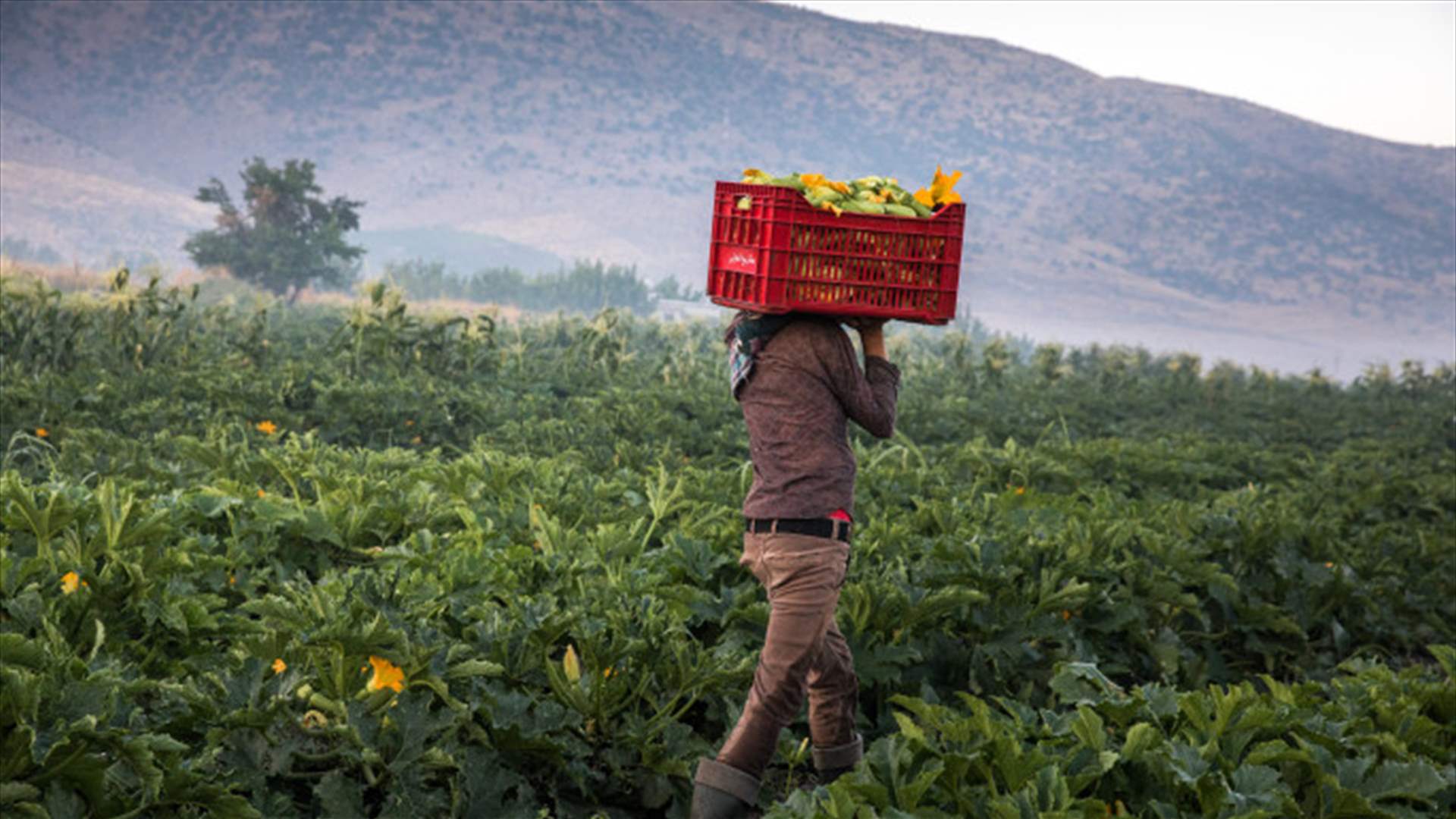 Urgent Call to Farmers and Ethical Pesticide Merchants: Stop Using Dangerous Chemicals